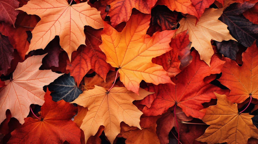 From Polytunnels to Potions The Apothecary Restock