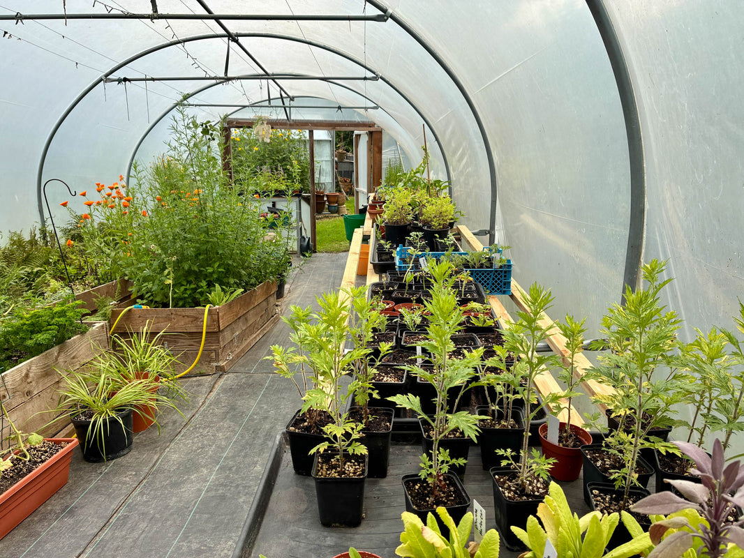 Plant Passports and a Very Tidy Polytunnel: What’s New at Pretty Wild Plants?