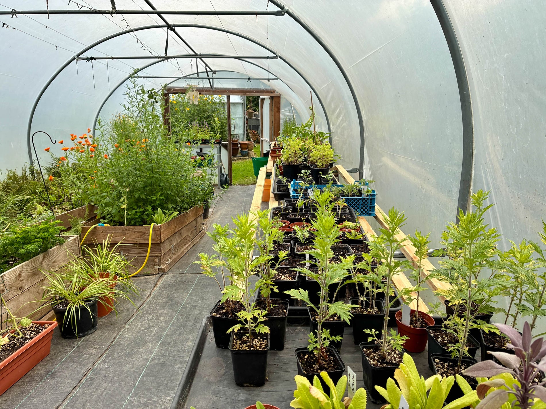 Plant Passports and a Very Tidy Polytunnel: What’s New at Pretty Wild Plants?