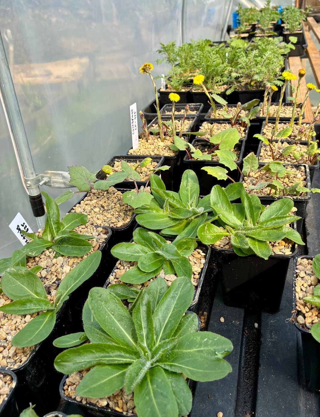 Opening the nursery