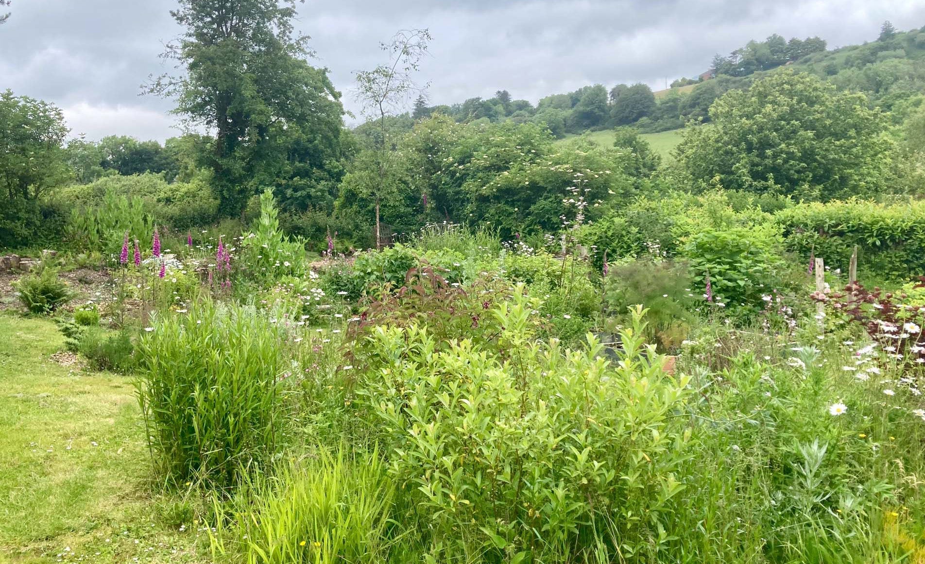 Organic Plants