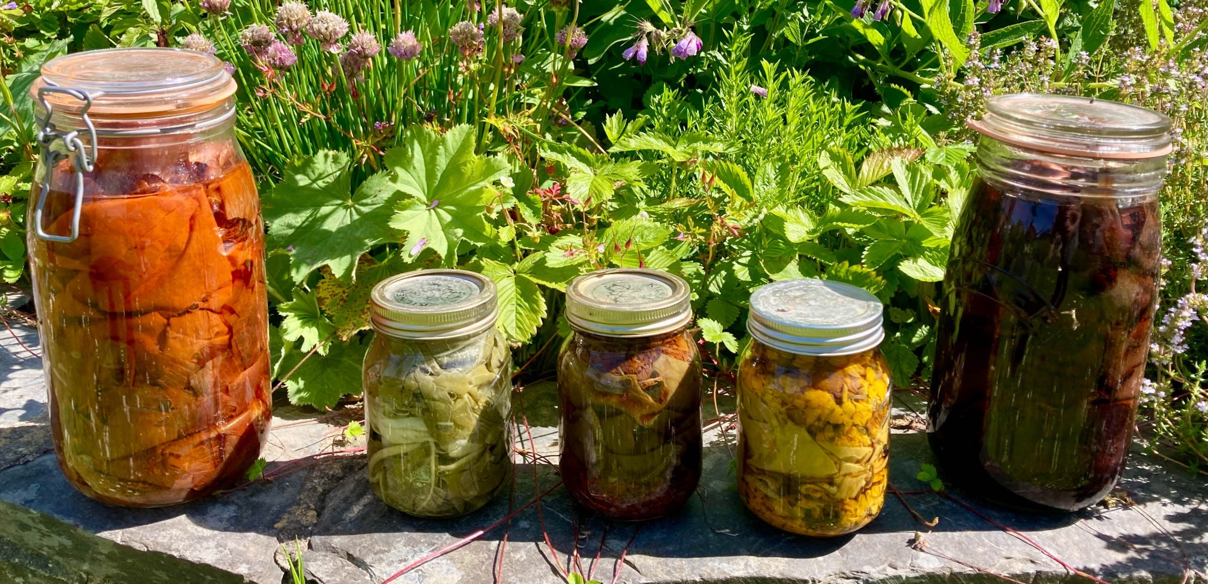 Dye Plants