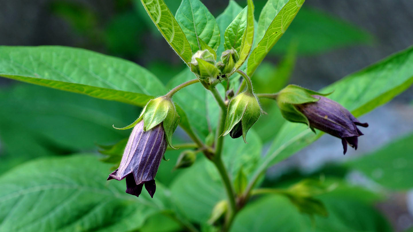 Toxic Plants