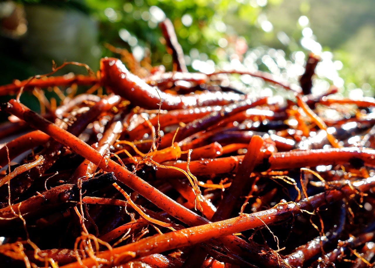Madder – Traditional Red Dye Plant