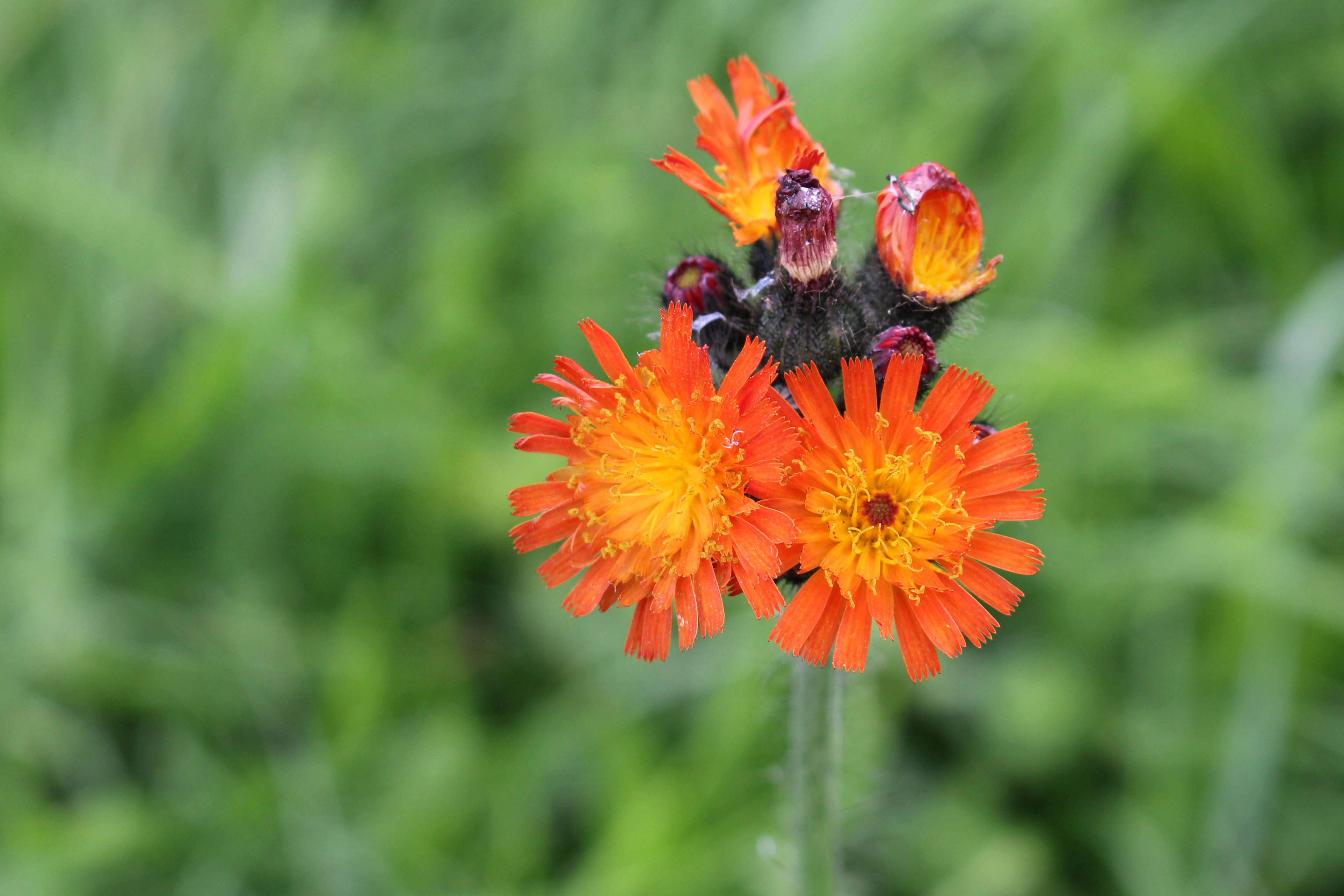 Fox-and-Cubs (Pilosella aurantiaca) – Vibrant Orange Wildflower for Meadows & Borders