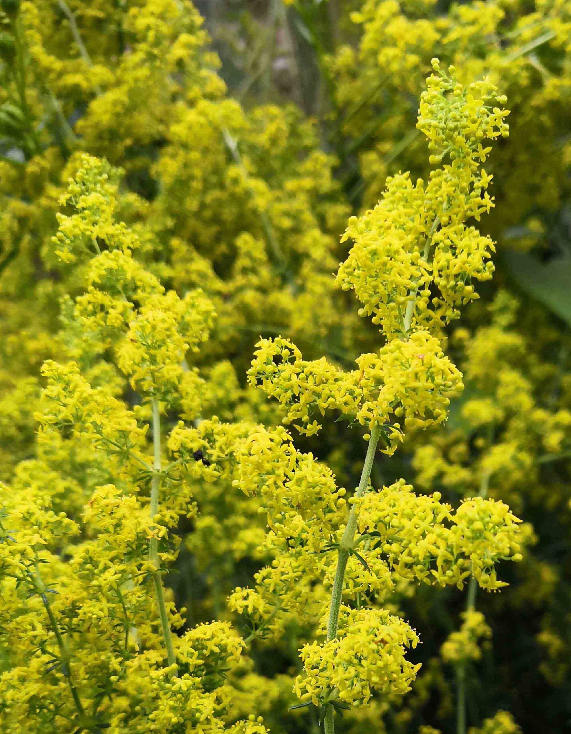 Lady’s Bedstraw (Galium verum) – Dye Plant & Midsummer Wildflower