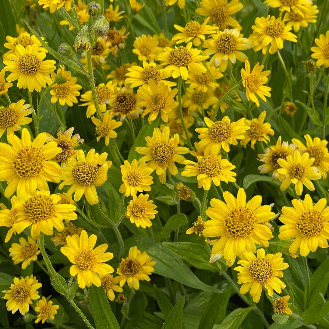 Meadow Arnica (Arnica chamissonis) – Herbal Remedy for Bruises & Muscle Pain