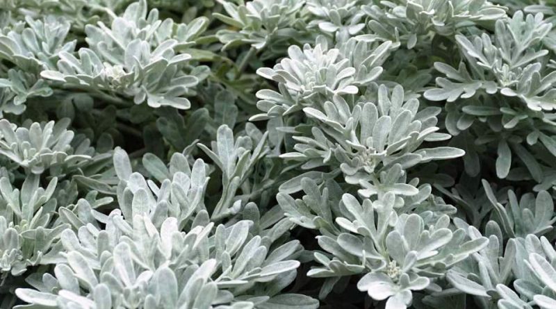 Hoary Mugwort – Silvery Foliage Artemisia