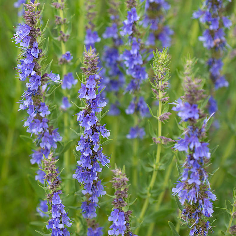 Hyssop (Hyssopus officinalis) – Traditional Herb of Purification & Protection