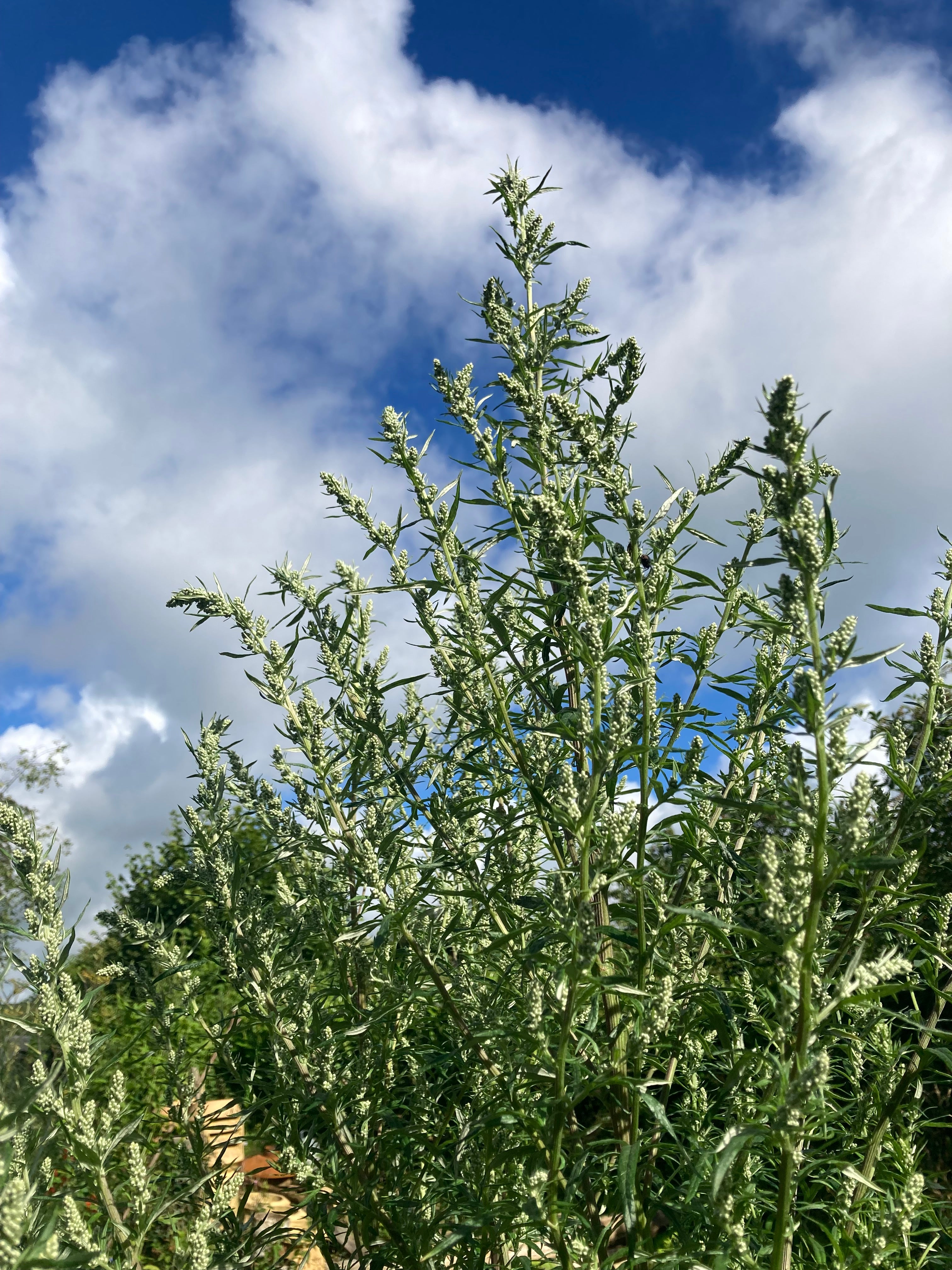 Mugwort Tincture (Artemisia vulgaris).  Digestion & Dream Support