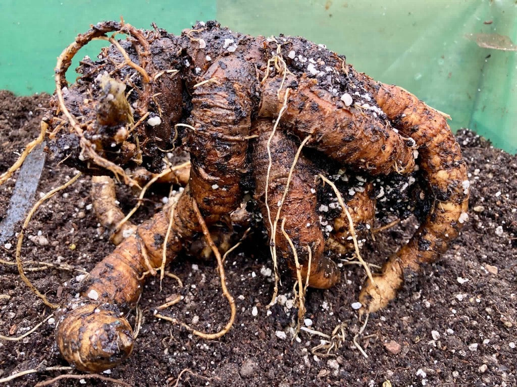 Mandrake (Mandragora autumnalis) - Legendary Plant steeped in Magic and Mystery