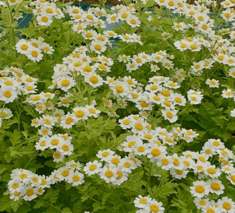 Feverfew Plant (Tanacetum parthenium) – Headache-Relieving & Protective Herb