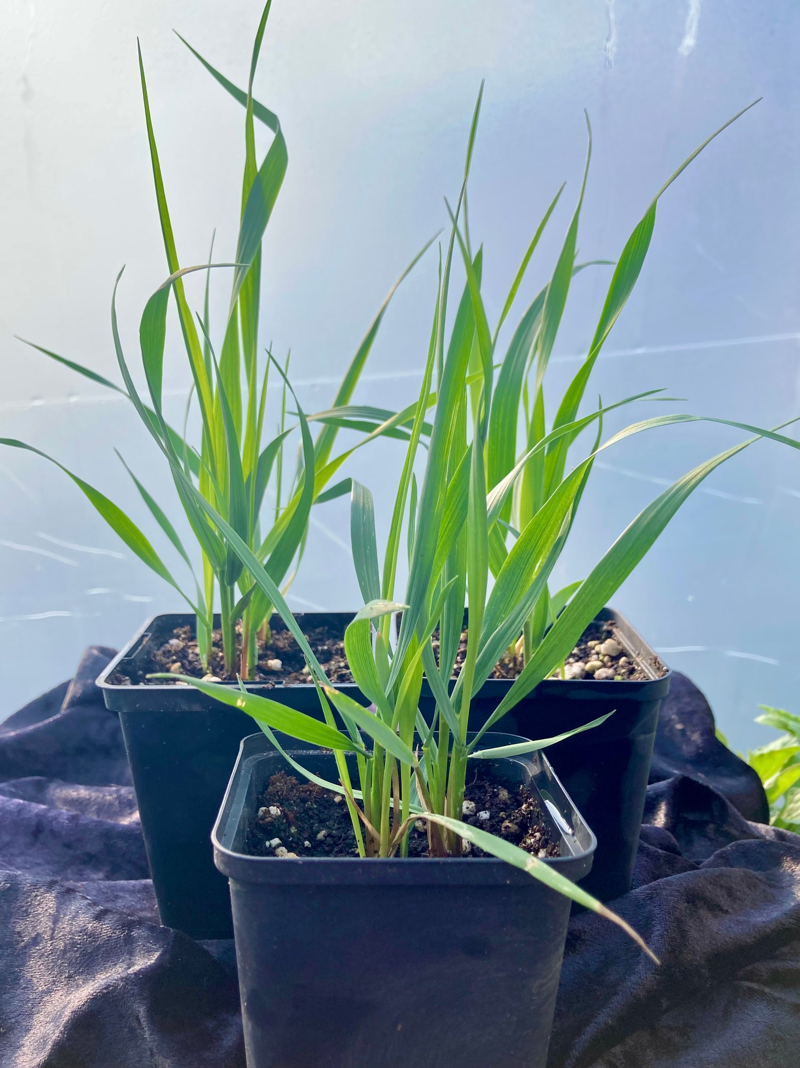 Sweetgrass Plant (Hierochloe odorata) – Sacred & Purifying Herb