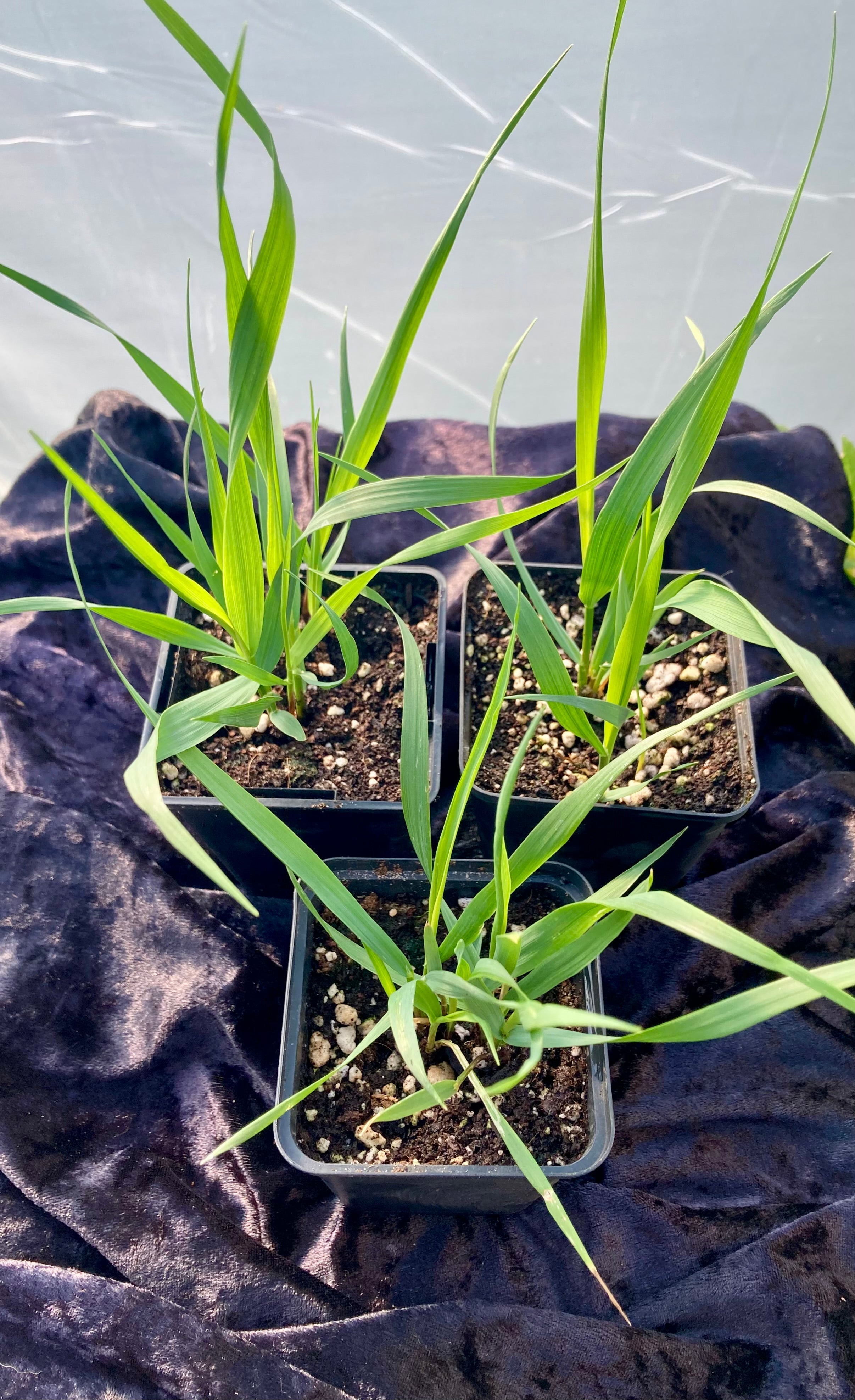 Sweetgrass Plant (Hierochloe odorata) – Sacred & Purifying Herb