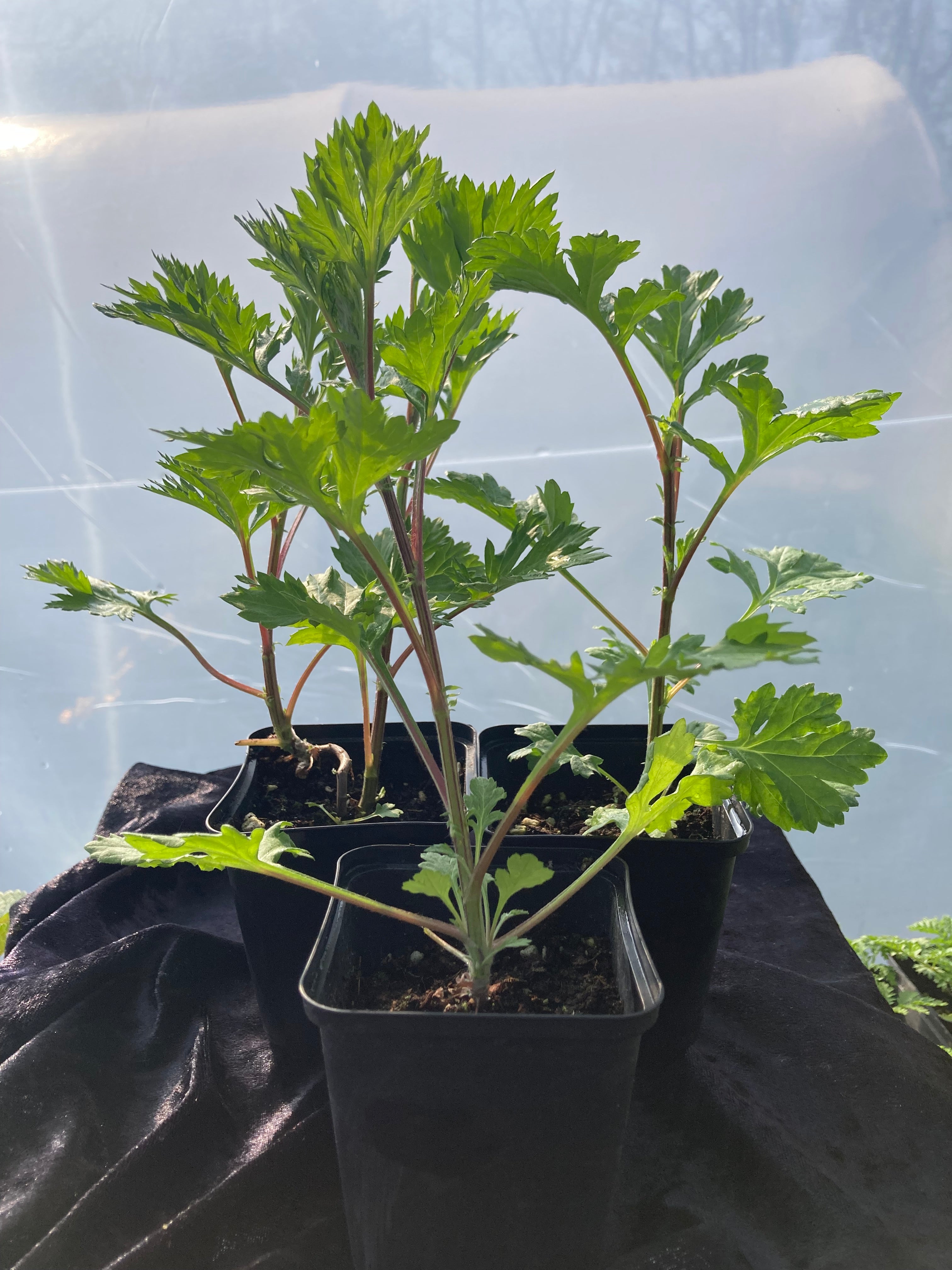 Mugwort Plant (Artemisia vulgaris) –  Digestion & Dreamwork Herb
