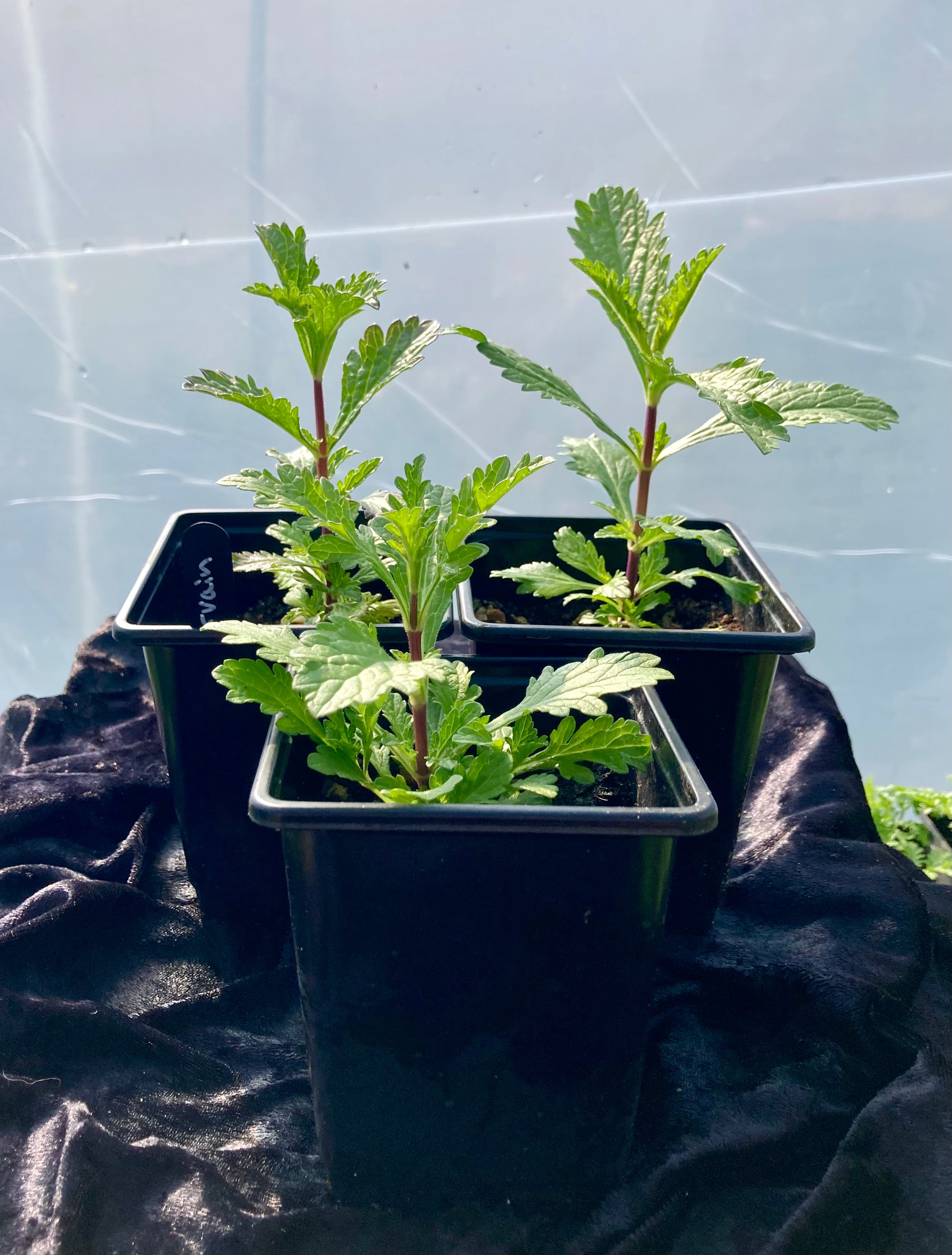 Vervain Plant (Verbena officinalis) – Nervine Herb