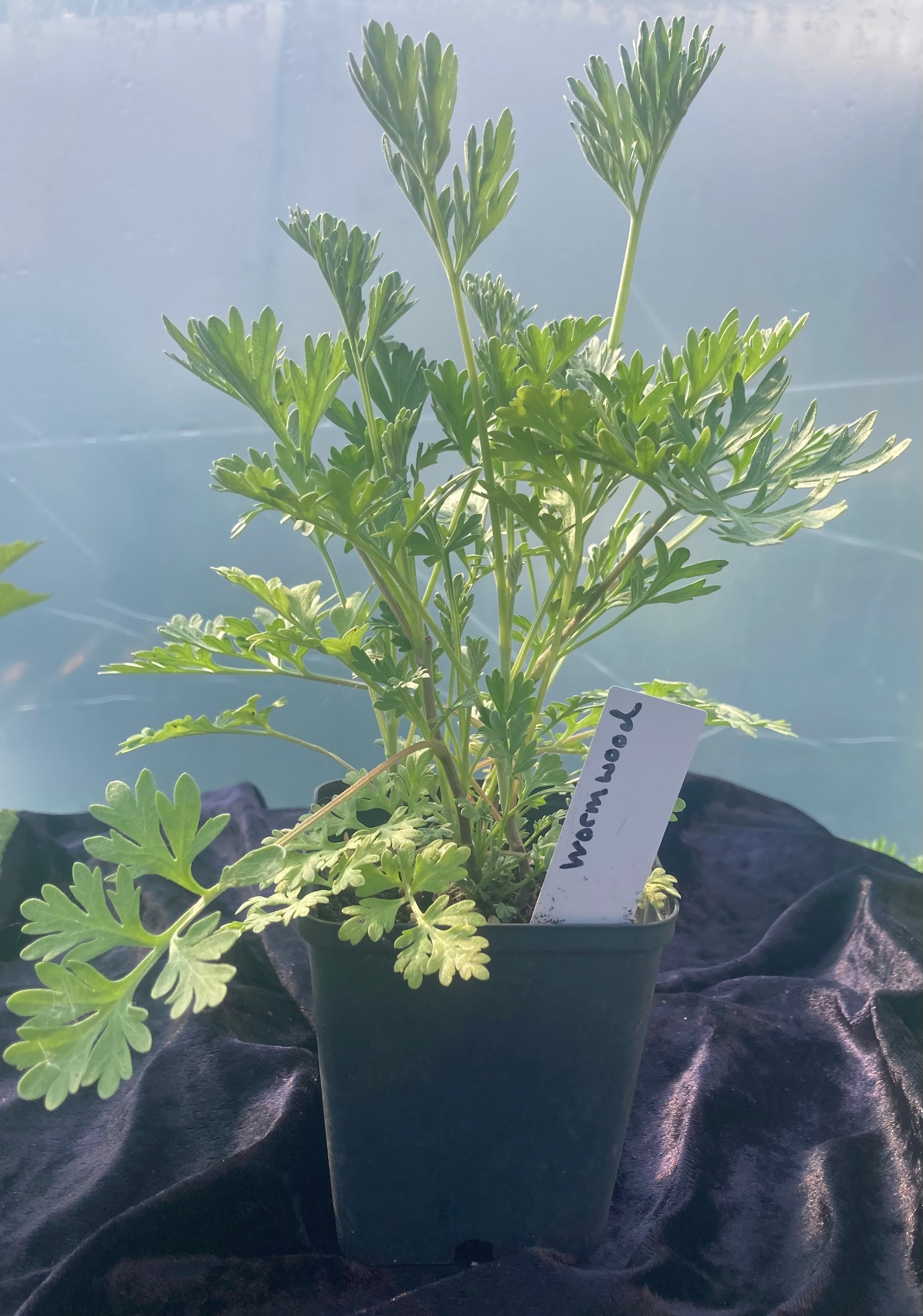 Wormwood Plant (Artemisia absinthium) – Bitter Digestive Herb
