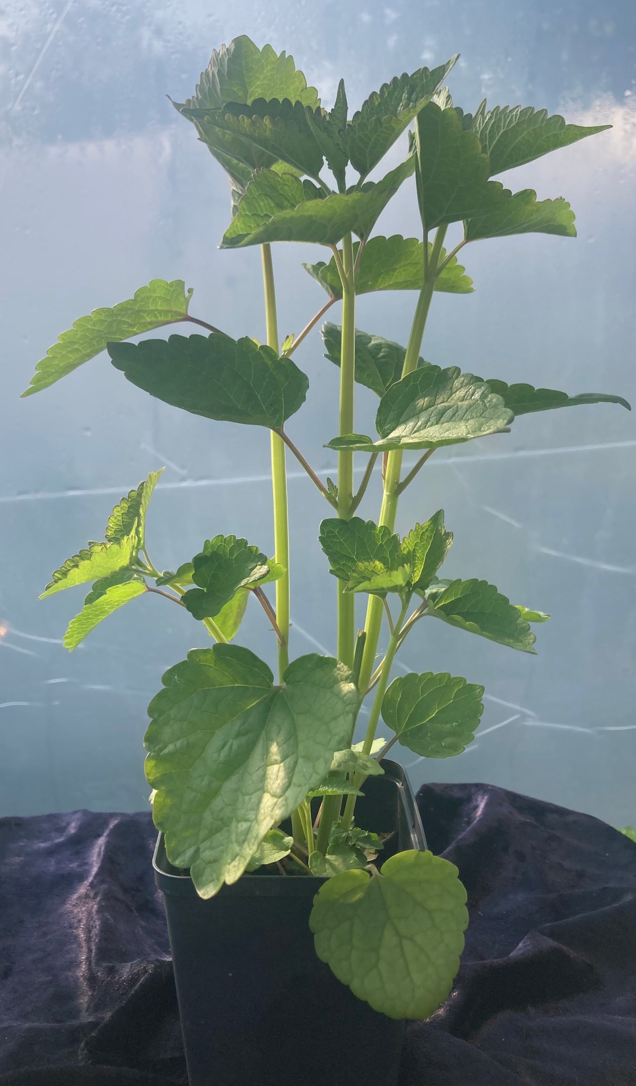 Licorice Mint (Agastache foeniculum) – Calming & Aromatic Herb