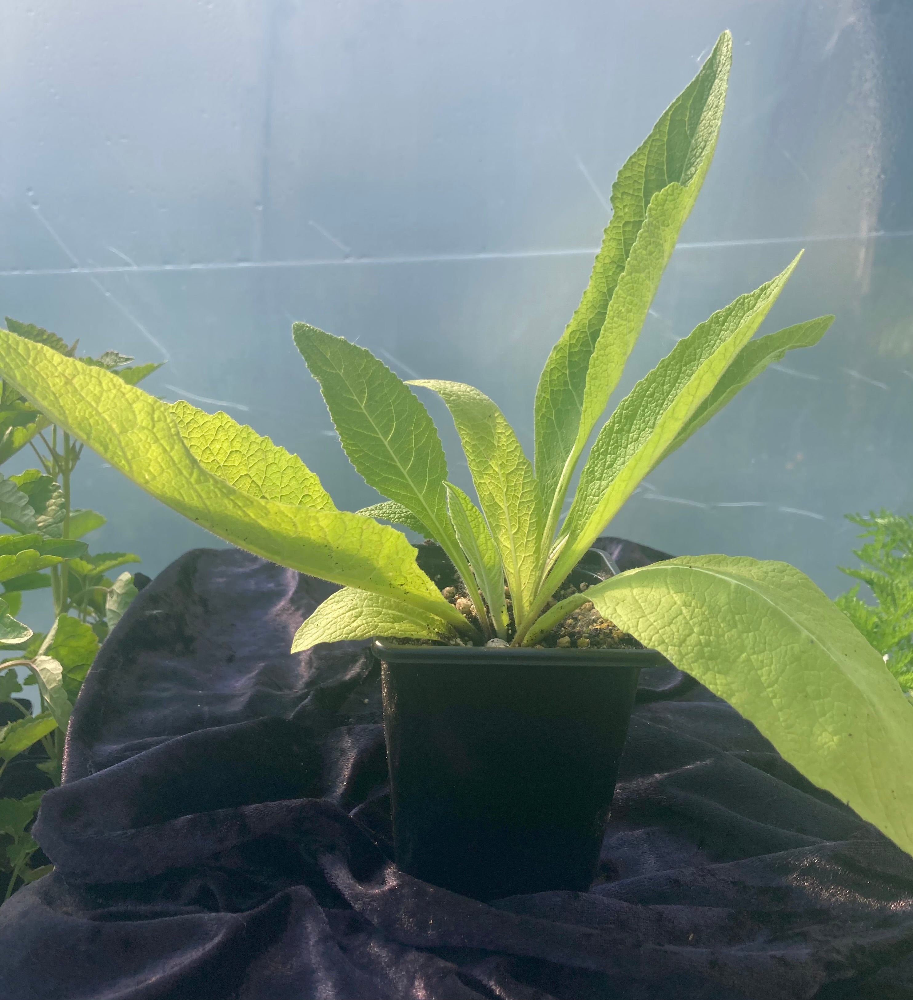 Elecampane Plant (Inula helenium) – Lung-Supporting & Digestive Herb