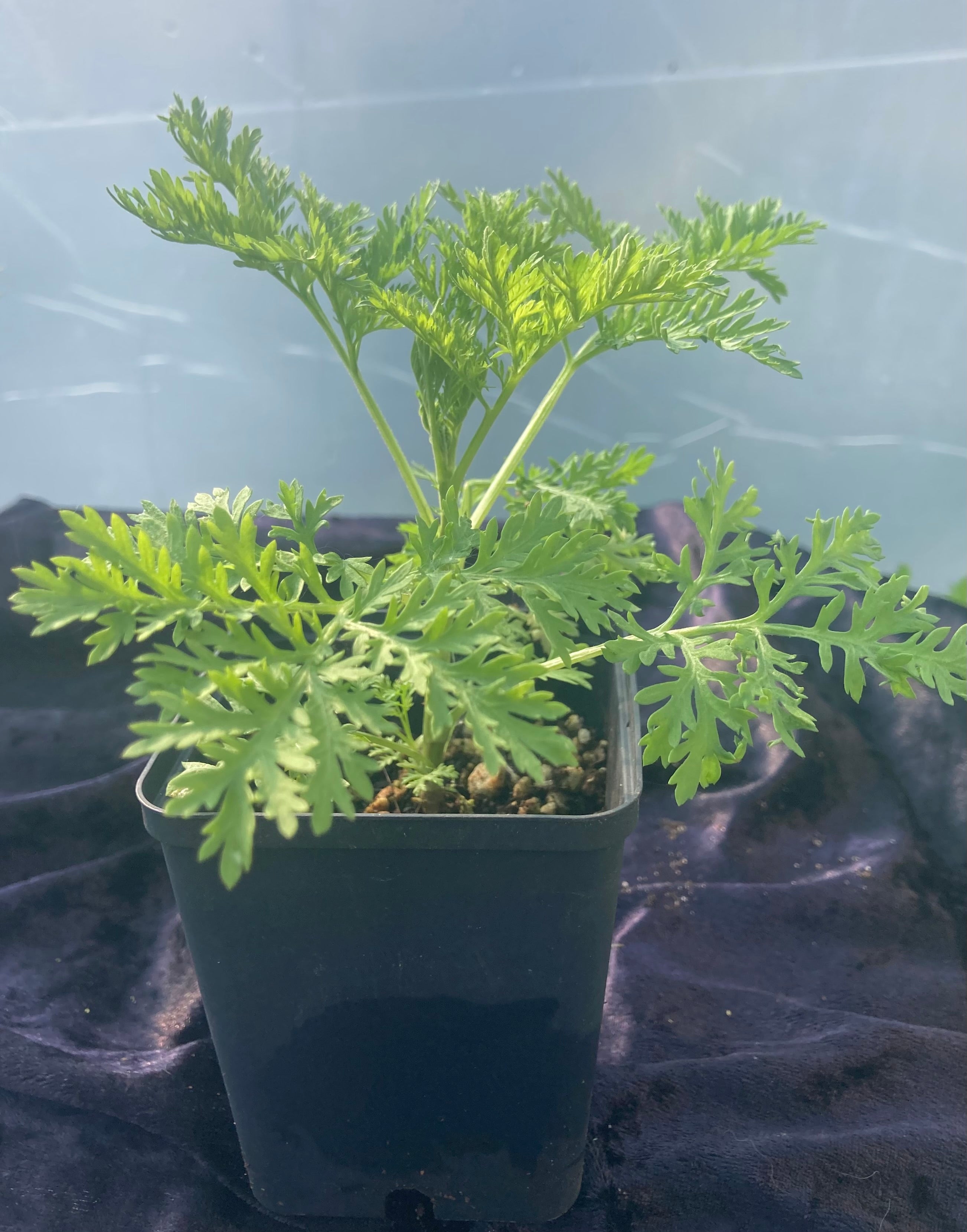 Sweet Wormwood Plant (Artemisia annua) – Immune-Supporting & Aromatic Herb