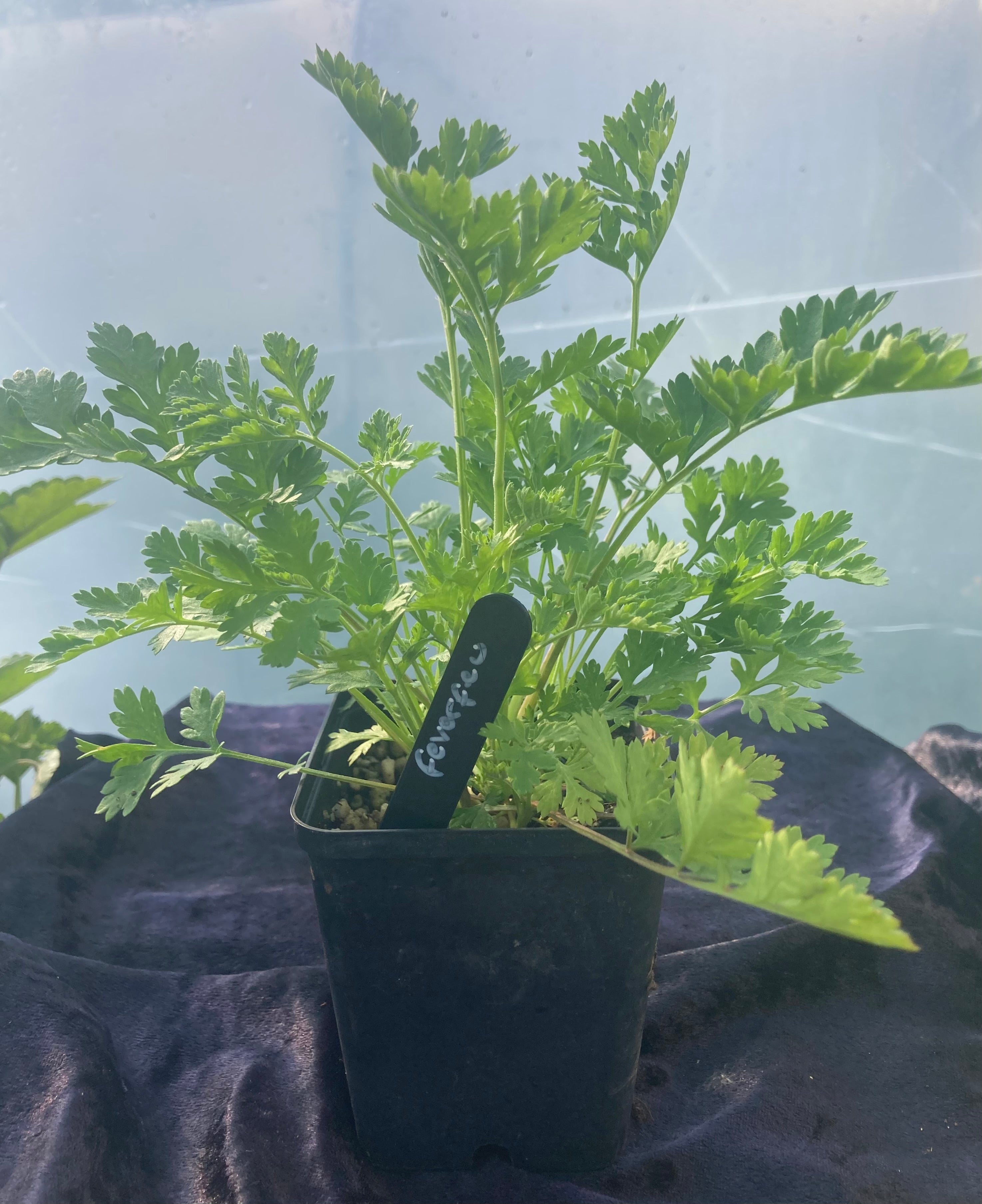 Feverfew Plant (Tanacetum parthenium) – Headache-Relieving & Protective Herb