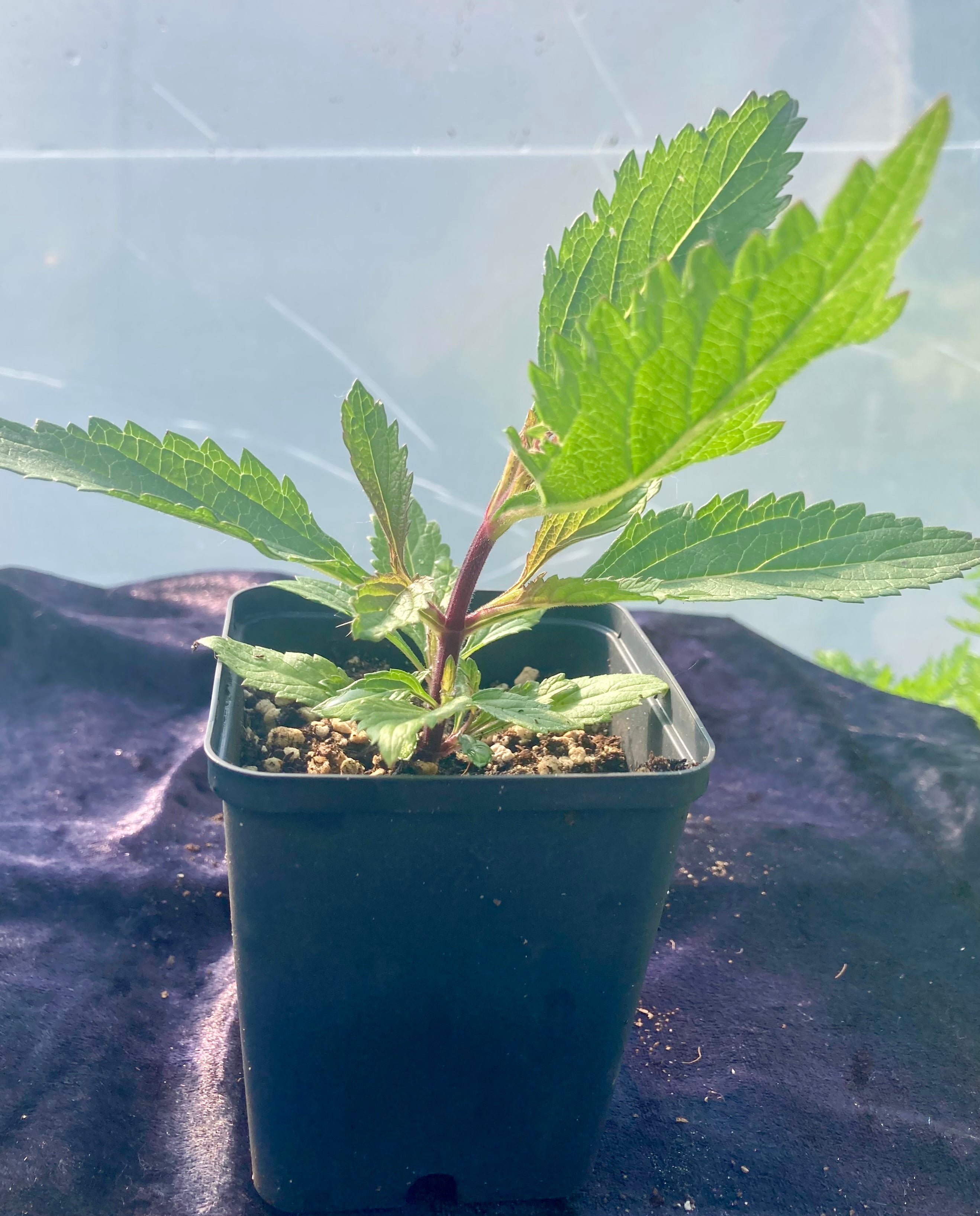 Hyssop (Hyssopus officinalis) – Traditional Herb of Purification & Protection
