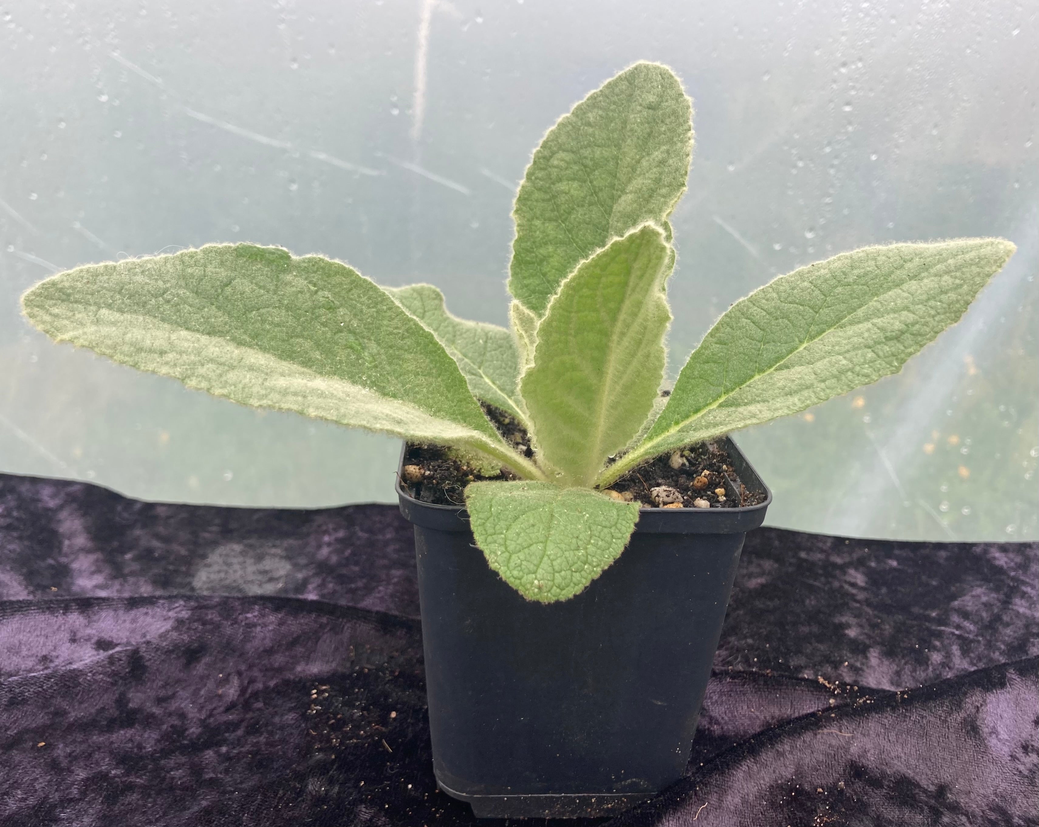Mullein (Verbascum thapsus) – Respiratory Herb & Pollinator Favourite