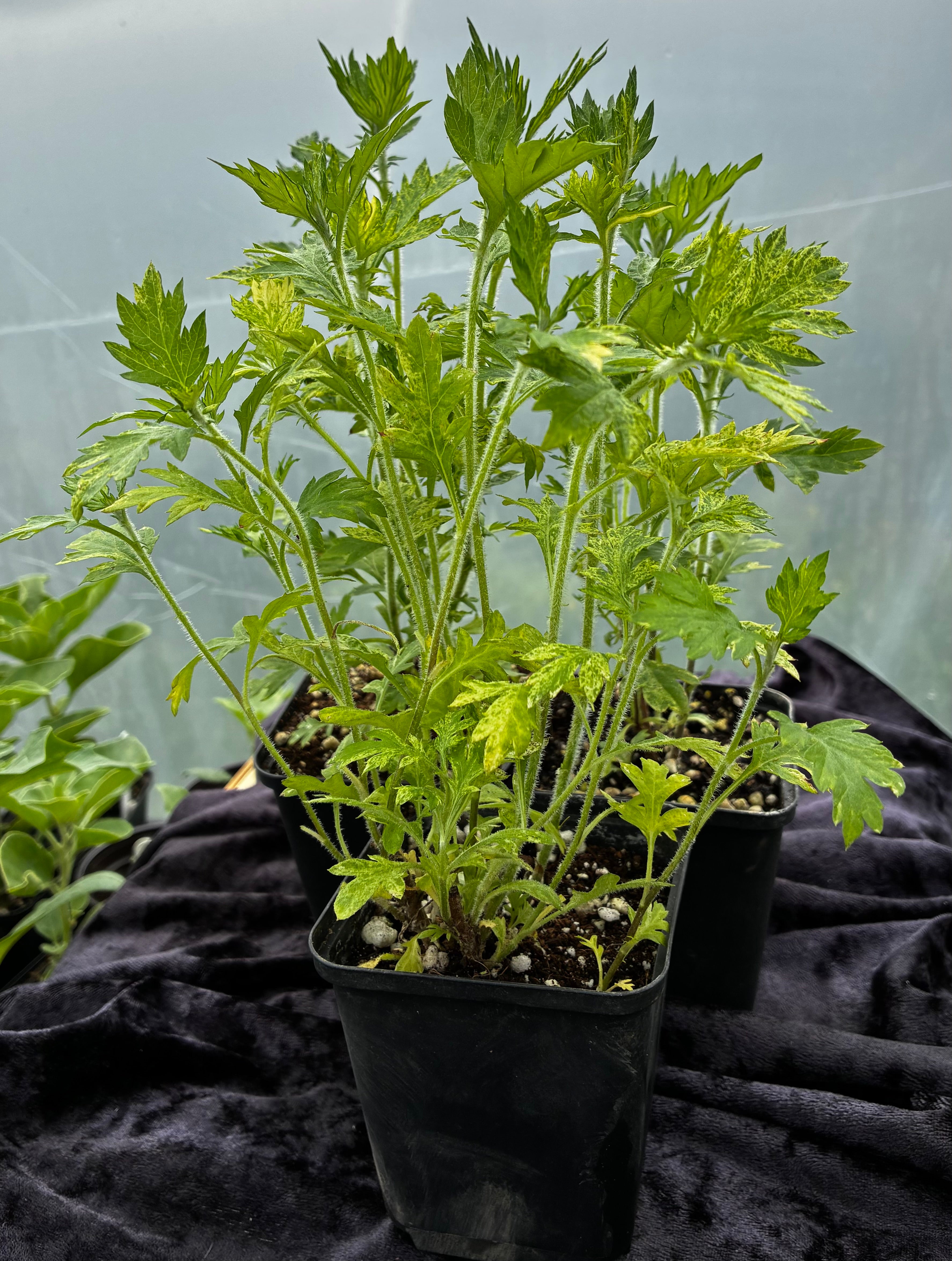 Variegated Mugwort (Oriental Limelight)-Striking Foliage Herb