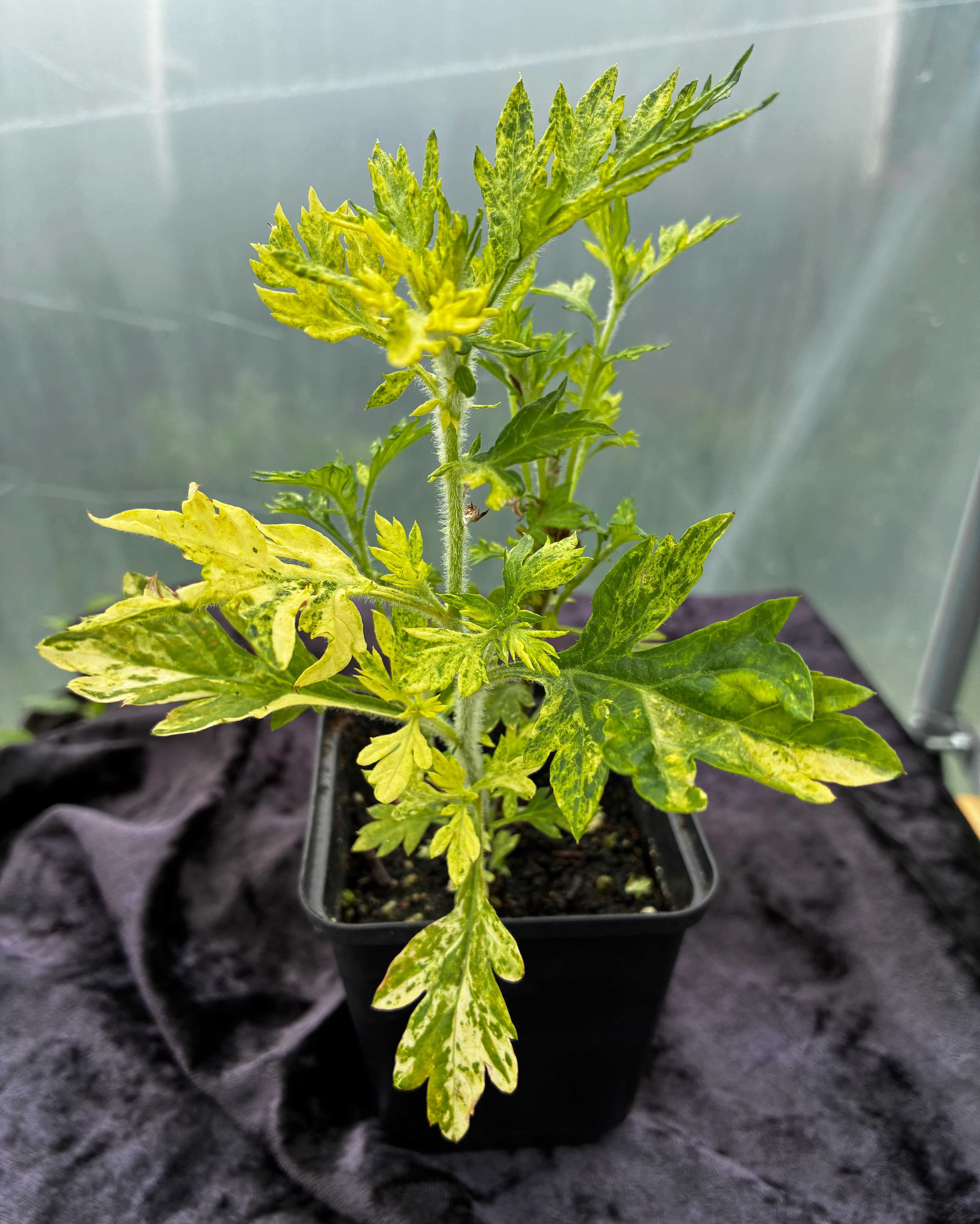 Variegated Mugwort (Oriental Limelight)-Striking Foliage Herb