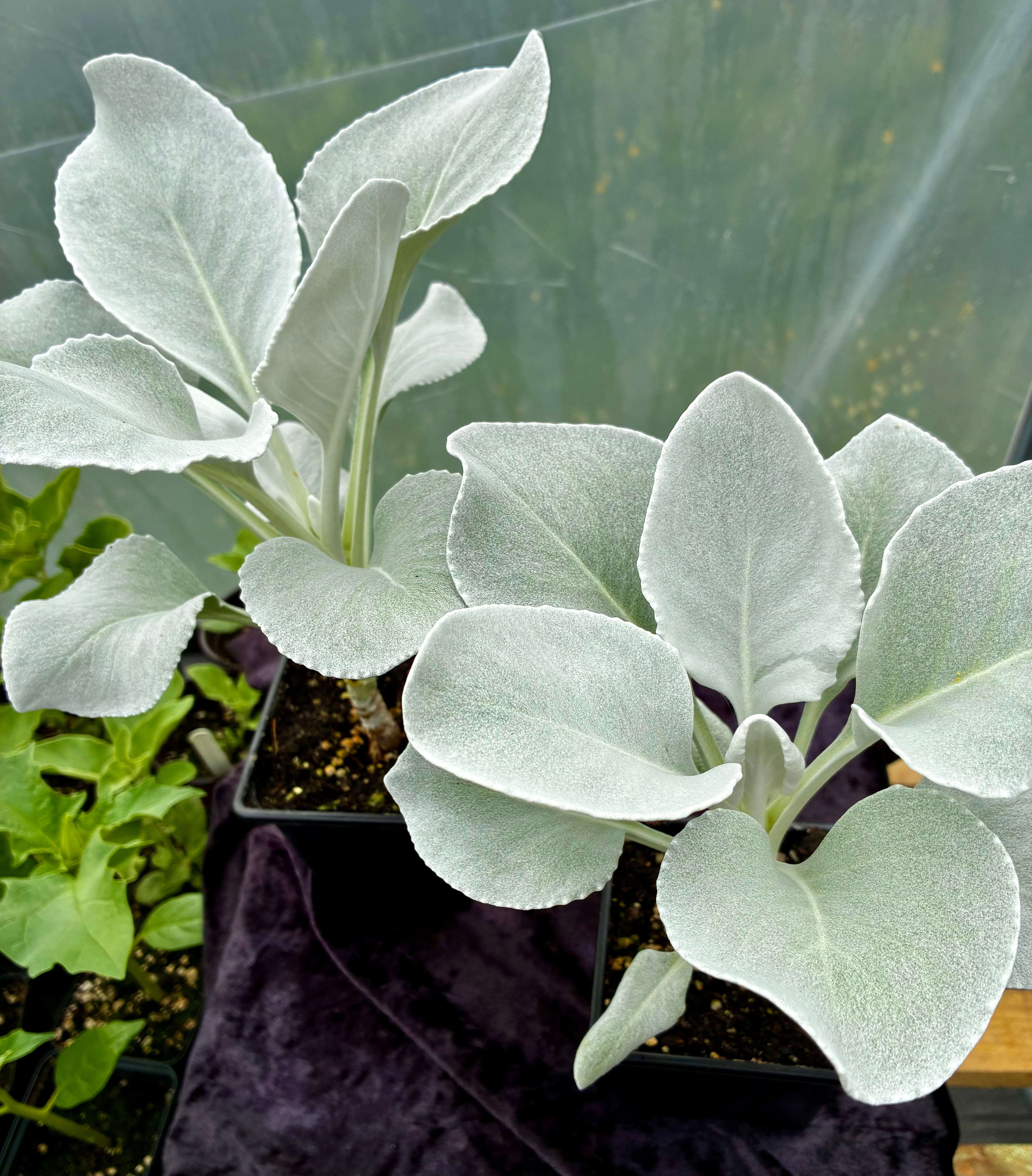Senecio ‘Angel Wings’ – Silvery Foliage Plant for Containers & Coastal Gardens