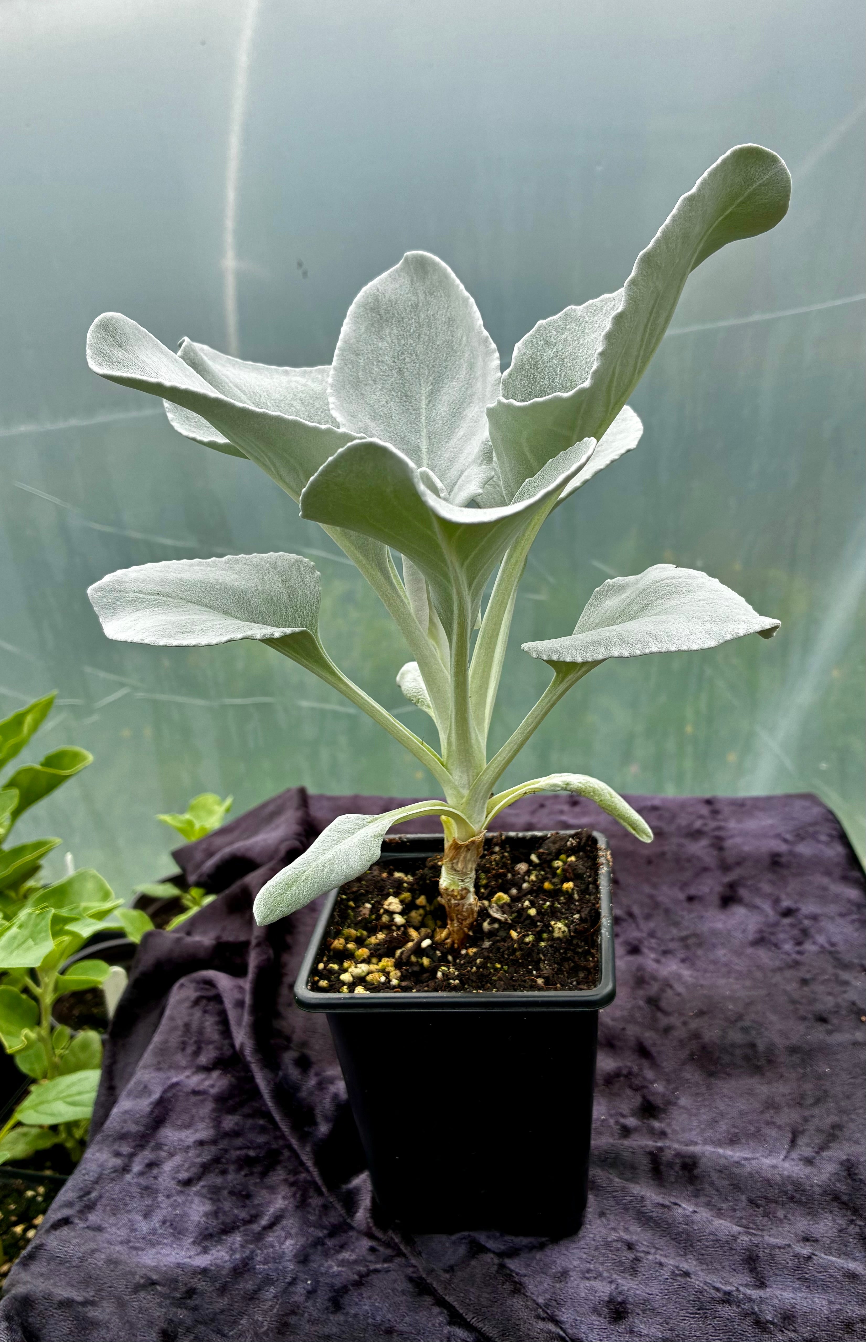 Senecio ‘Angel Wings’ – Silvery Foliage Plant for Containers & Coastal Gardens
