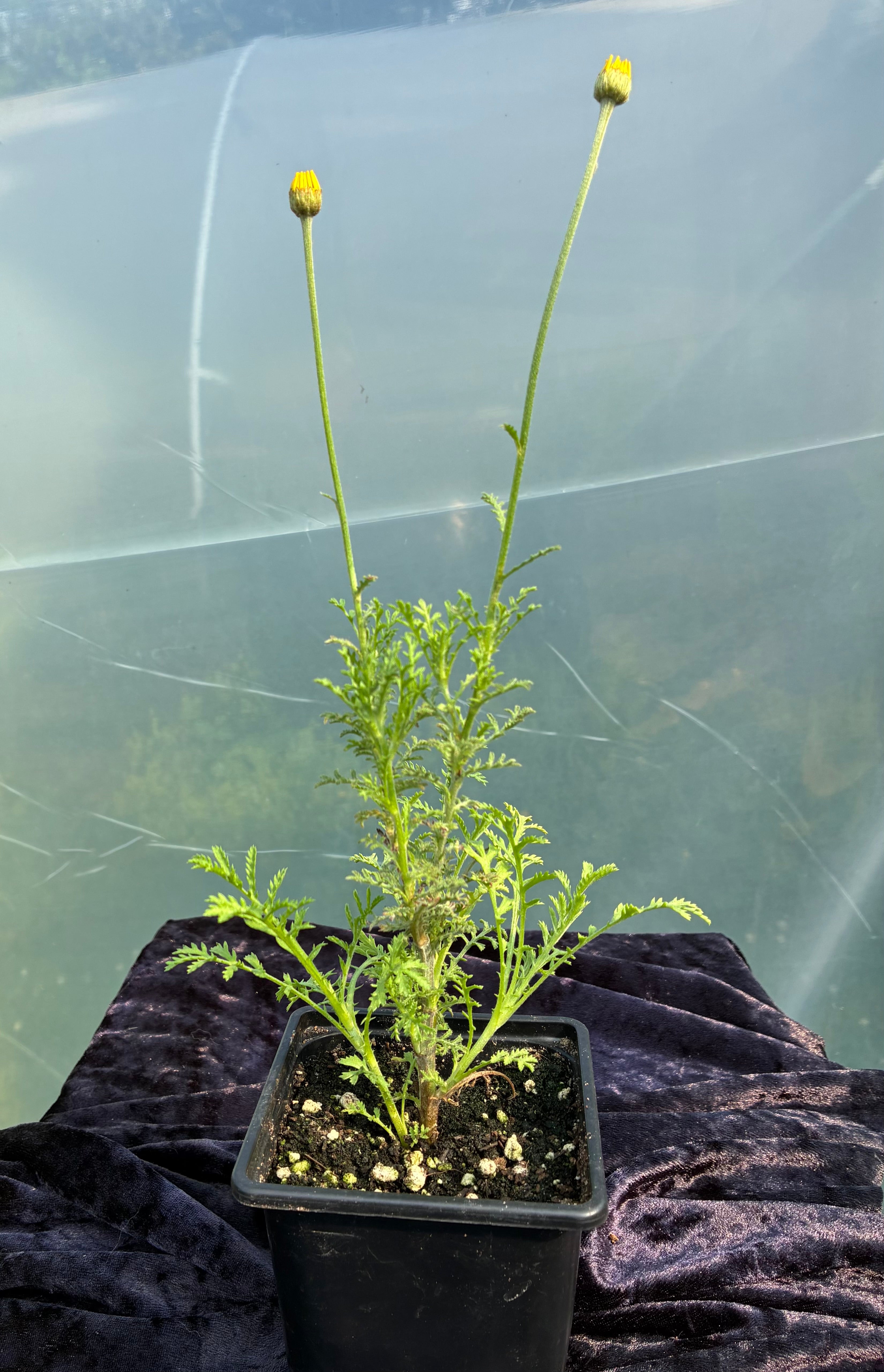 Dyer’s Chamomile (Anthemis tinctoria) – Golden Flowered Perennial for Natural Dye
