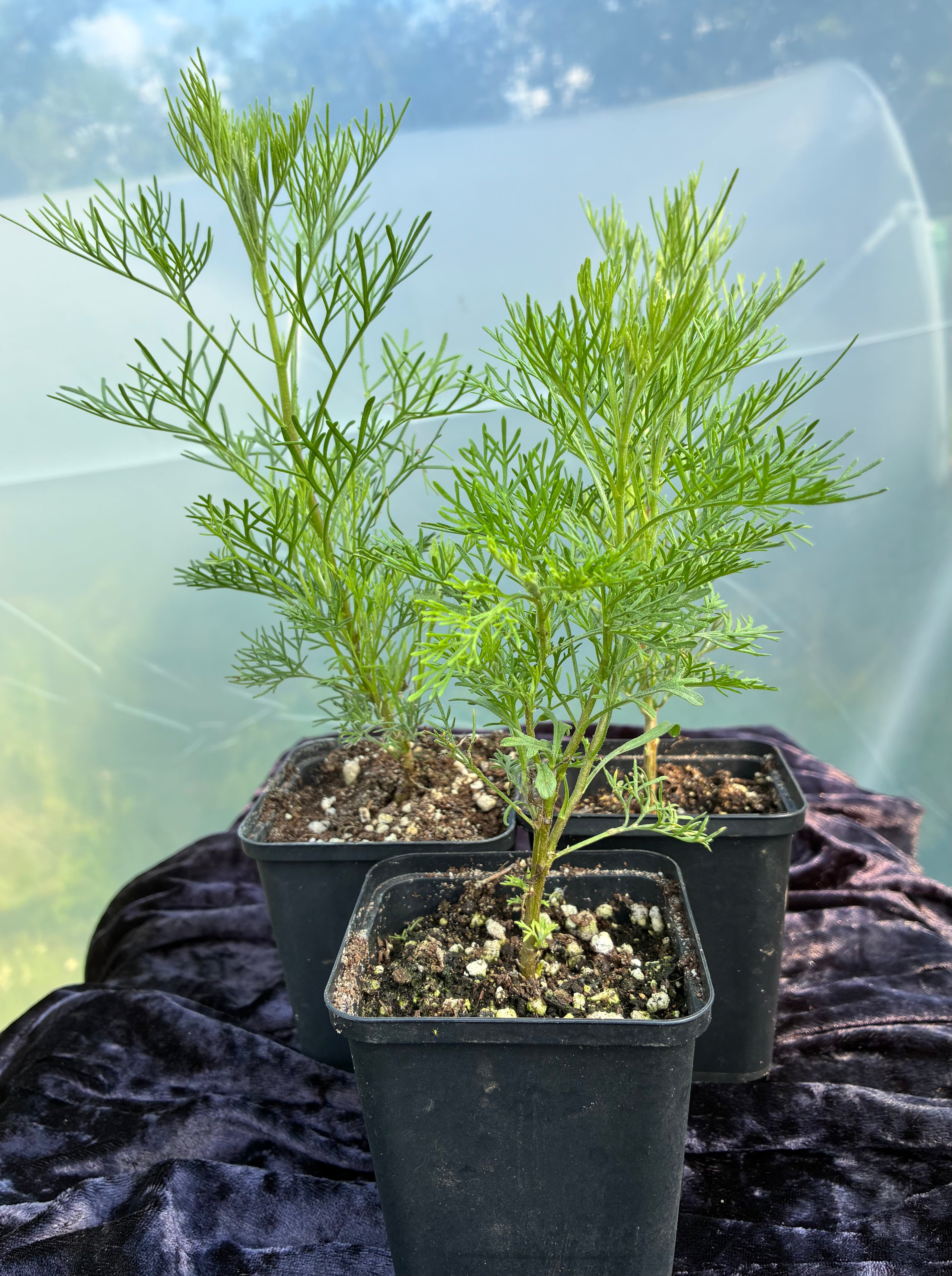 Southernwood (Artemisia abrotanum) – Aromatic Shrub with Medicinal & Garden Heritage