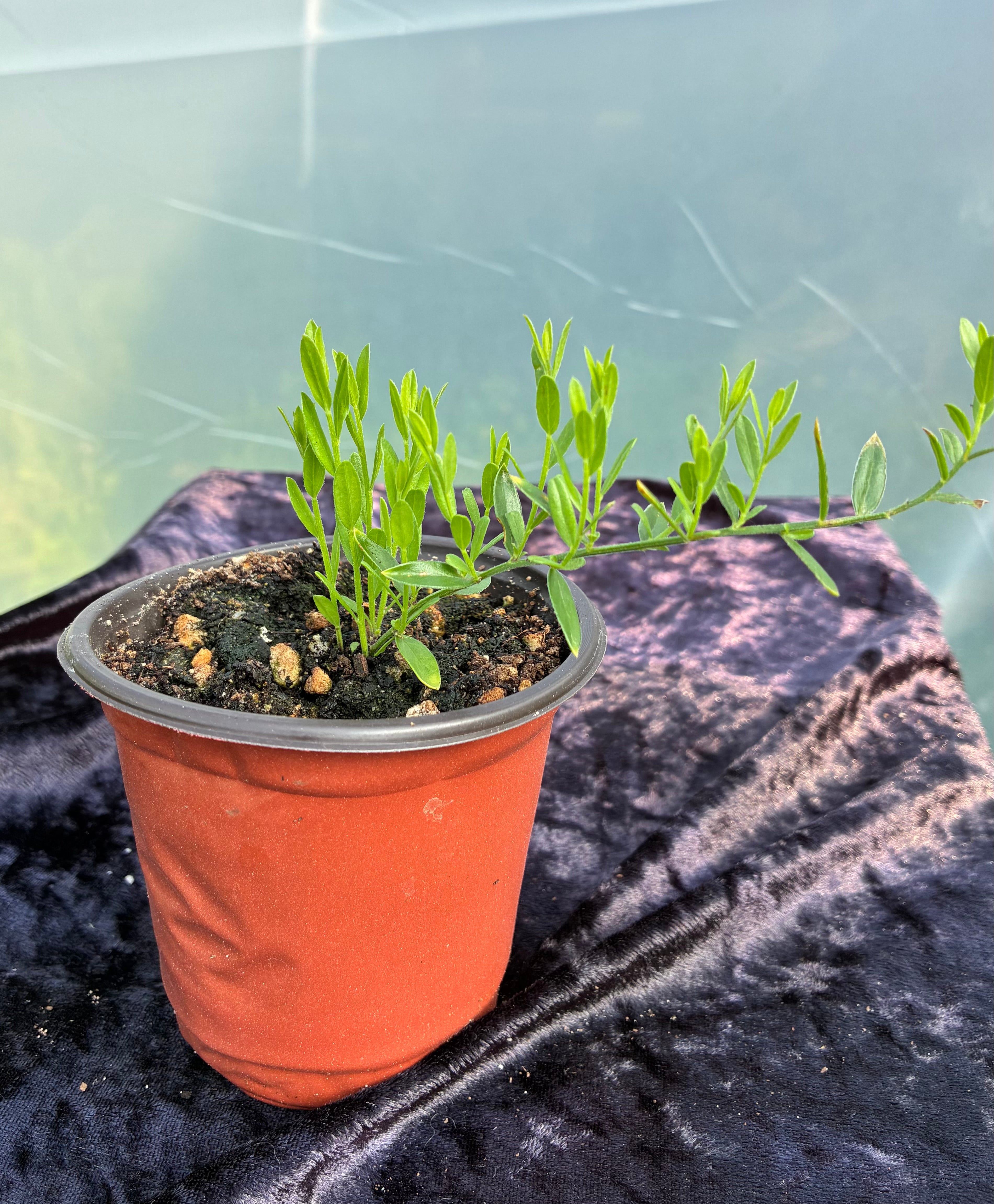 Dyer’s Greenweed (Genista tinctoria) – Hardy Shrub for Traditional Yellow Dye.