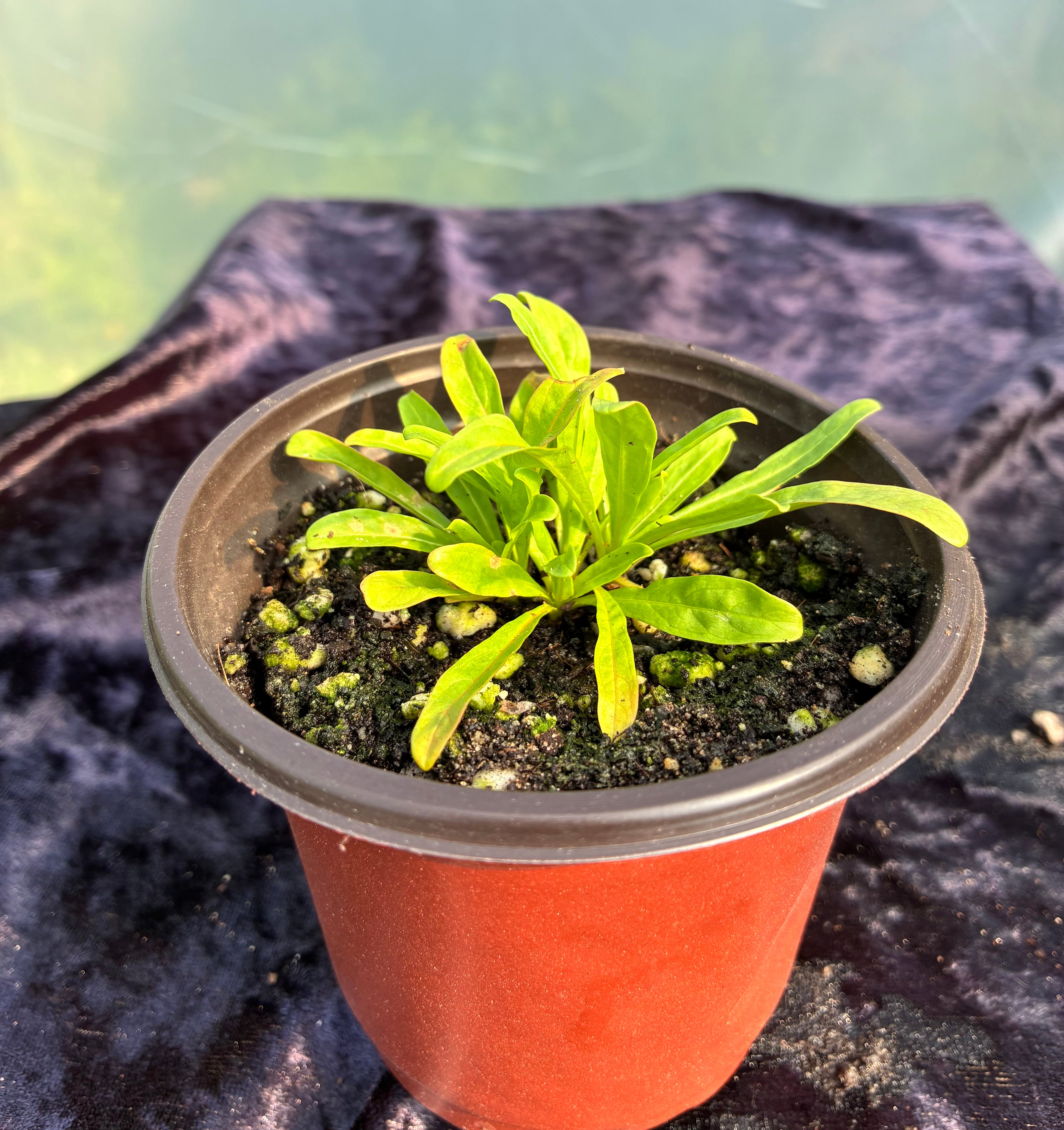 Weld (Reseda luteola) – Ancient Yellow Dye Plant & Wildflower