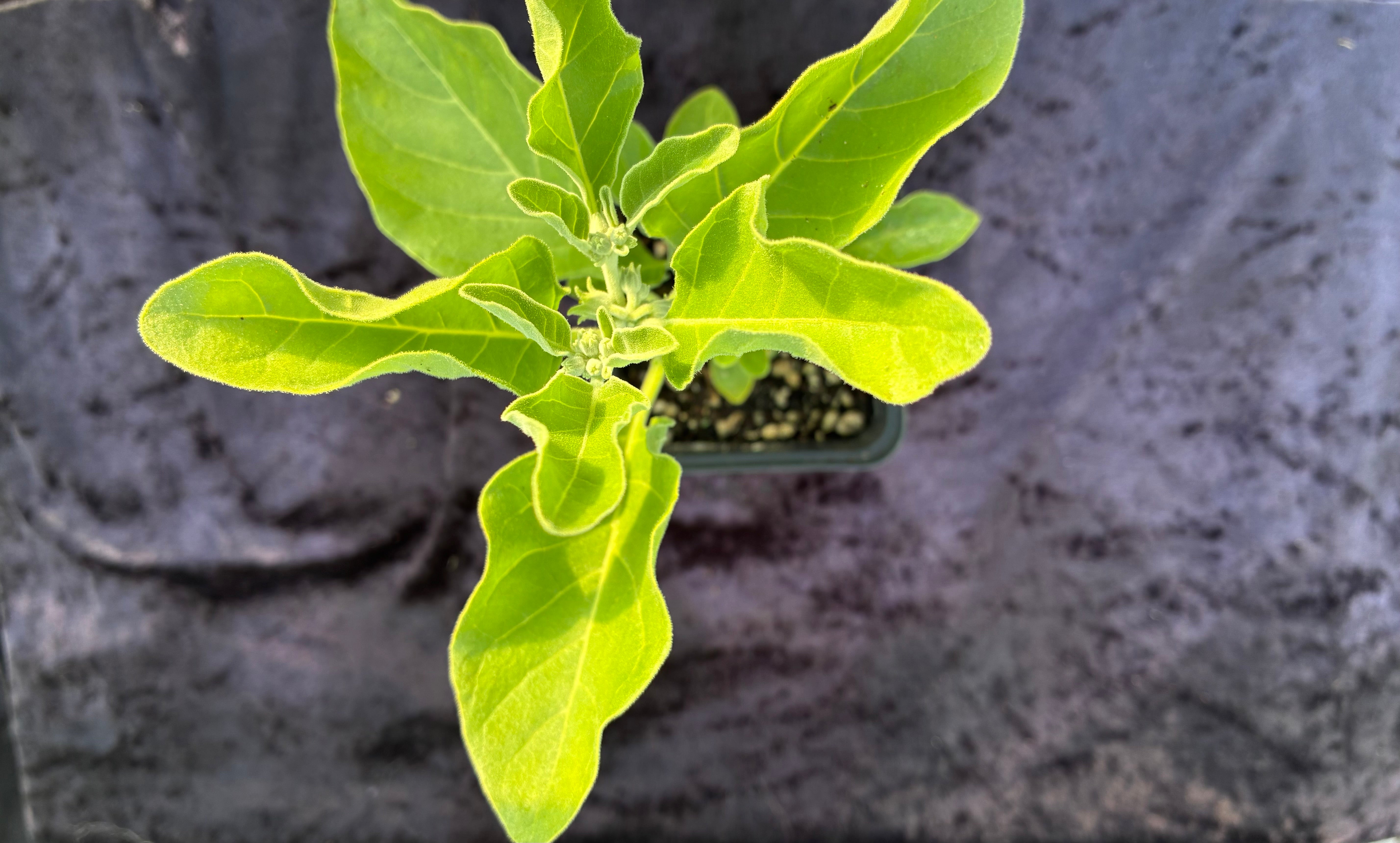 Ashwagandha (Withania somnifera) – Adaptogenic Herb for Strength & Calm