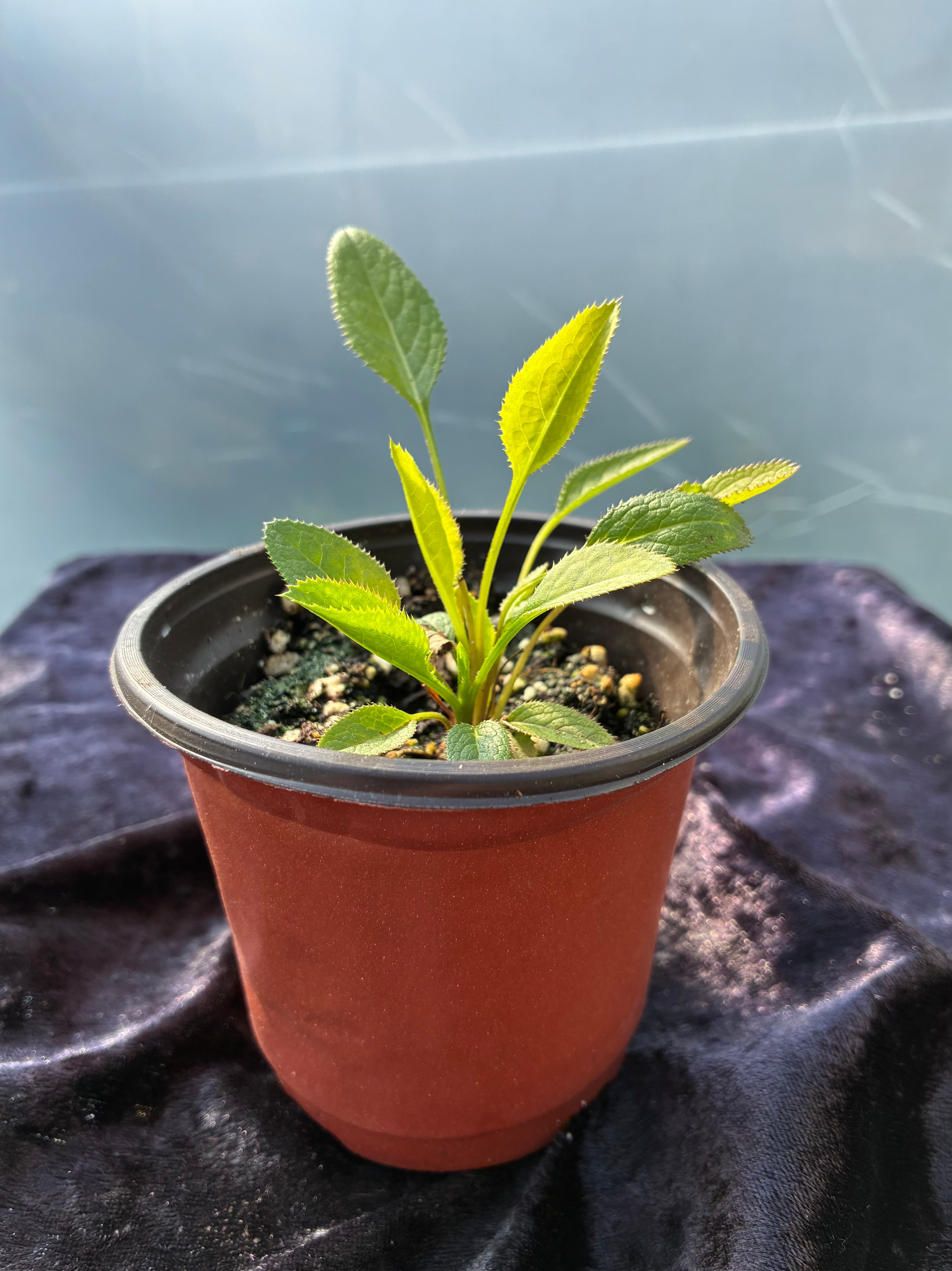 Sawwort (Serratula tinctoria) – Traditional Yellow Dye Plant & Wildflower