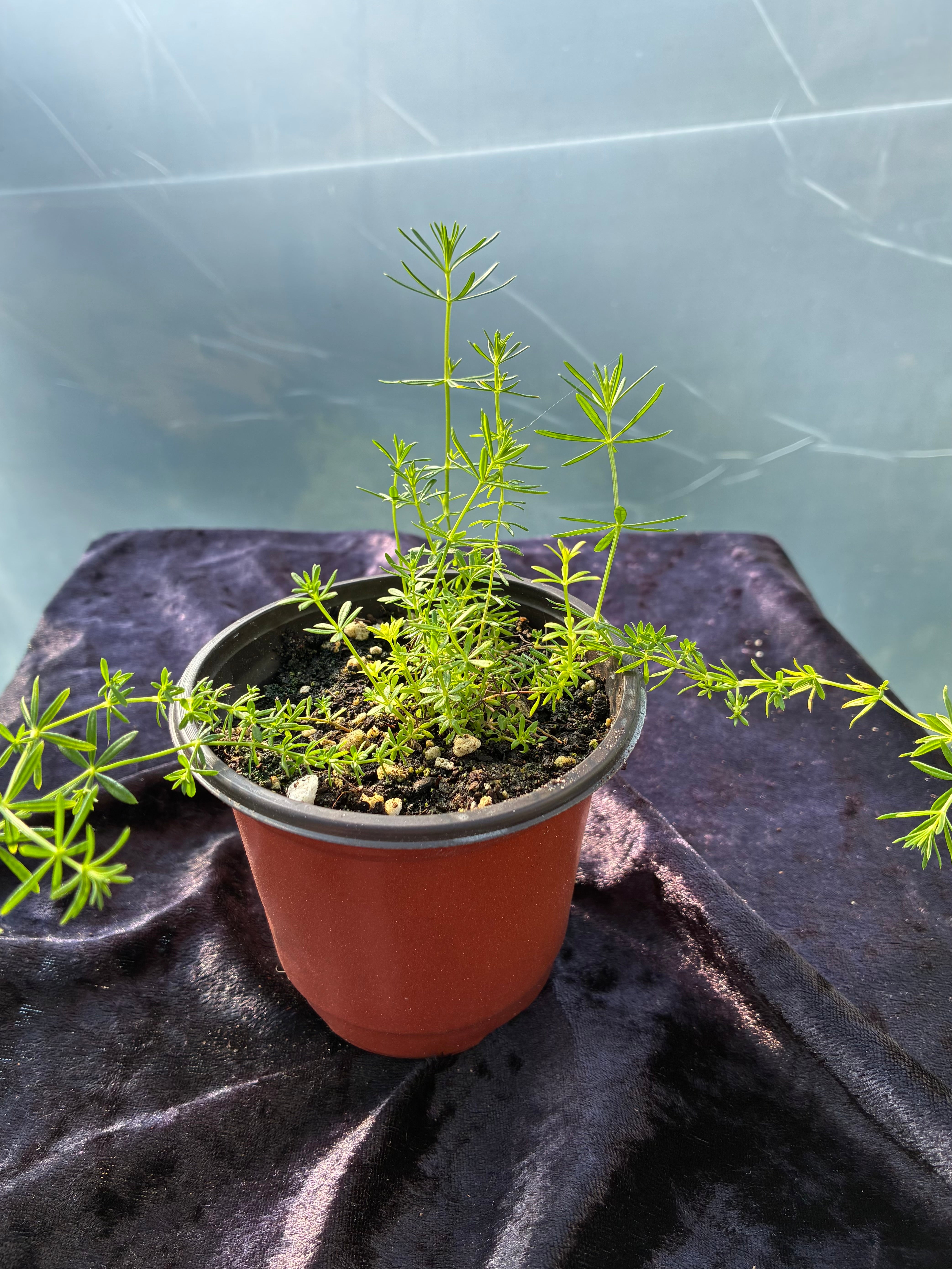 Lady’s Bedstraw (Galium verum) – Dye Plant & Midsummer Wildflower
