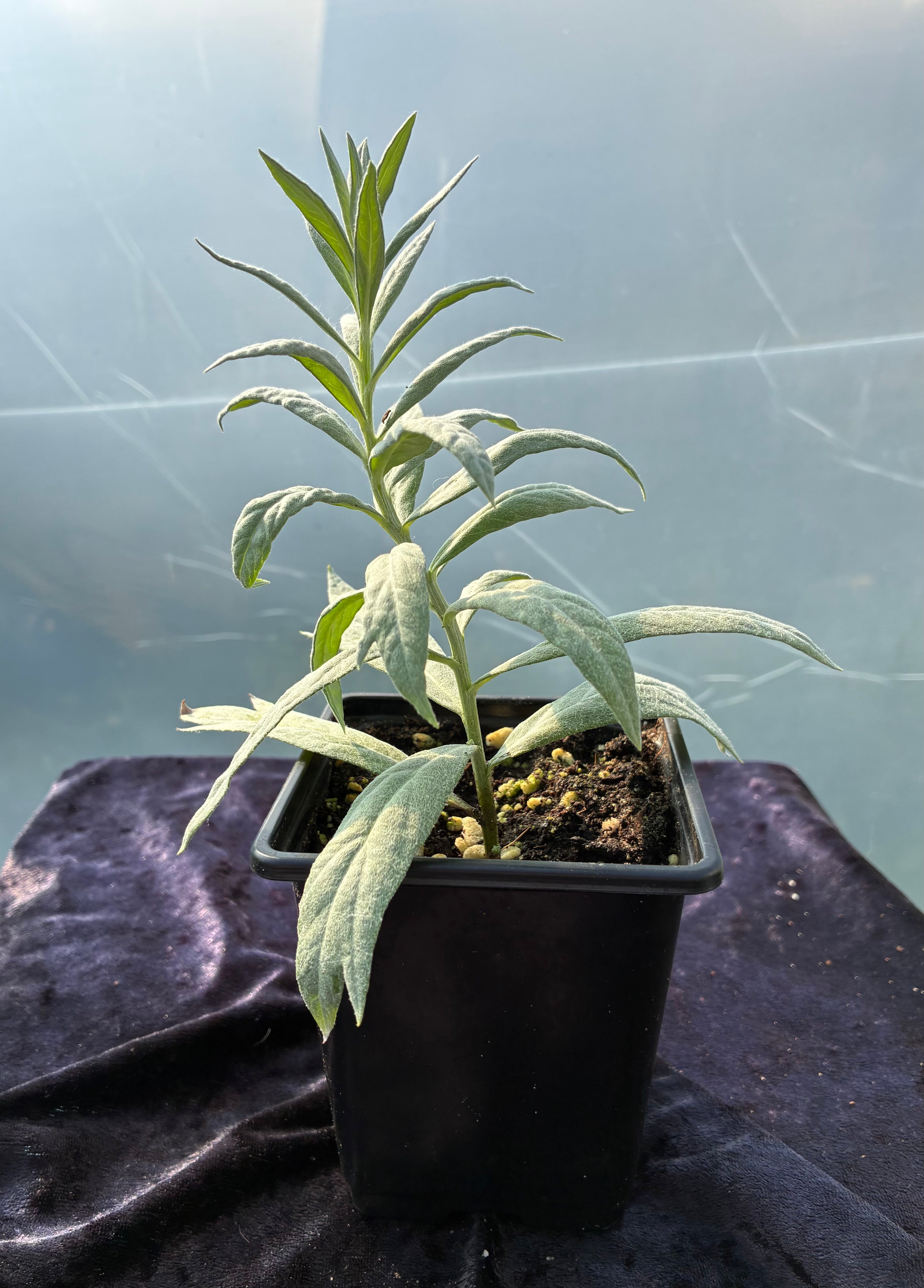 Sagebrush (Artemisia tridentata) – Traditional Herb of Ceremony & Cleansing