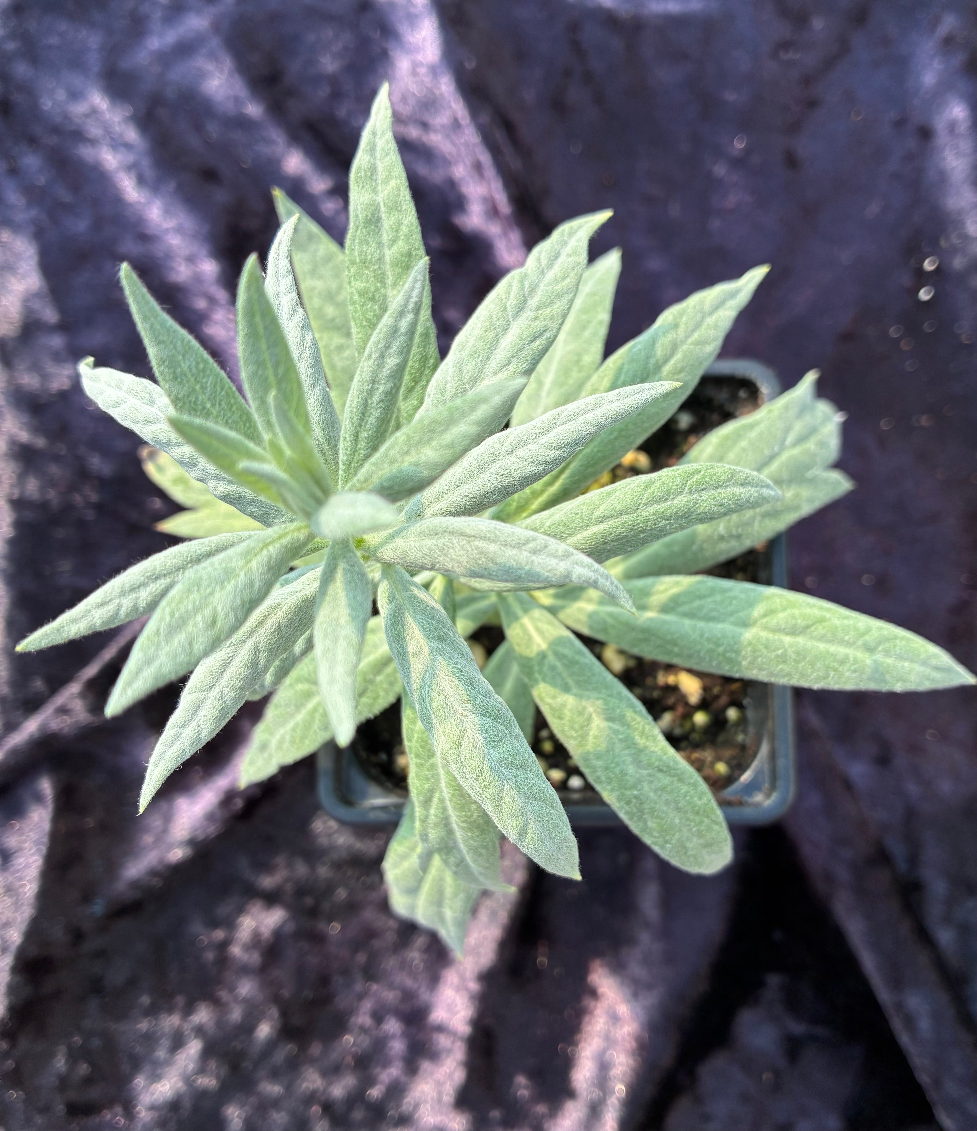 Sagebrush (Artemisia tridentata) – Traditional Herb of Ceremony & Cleansing