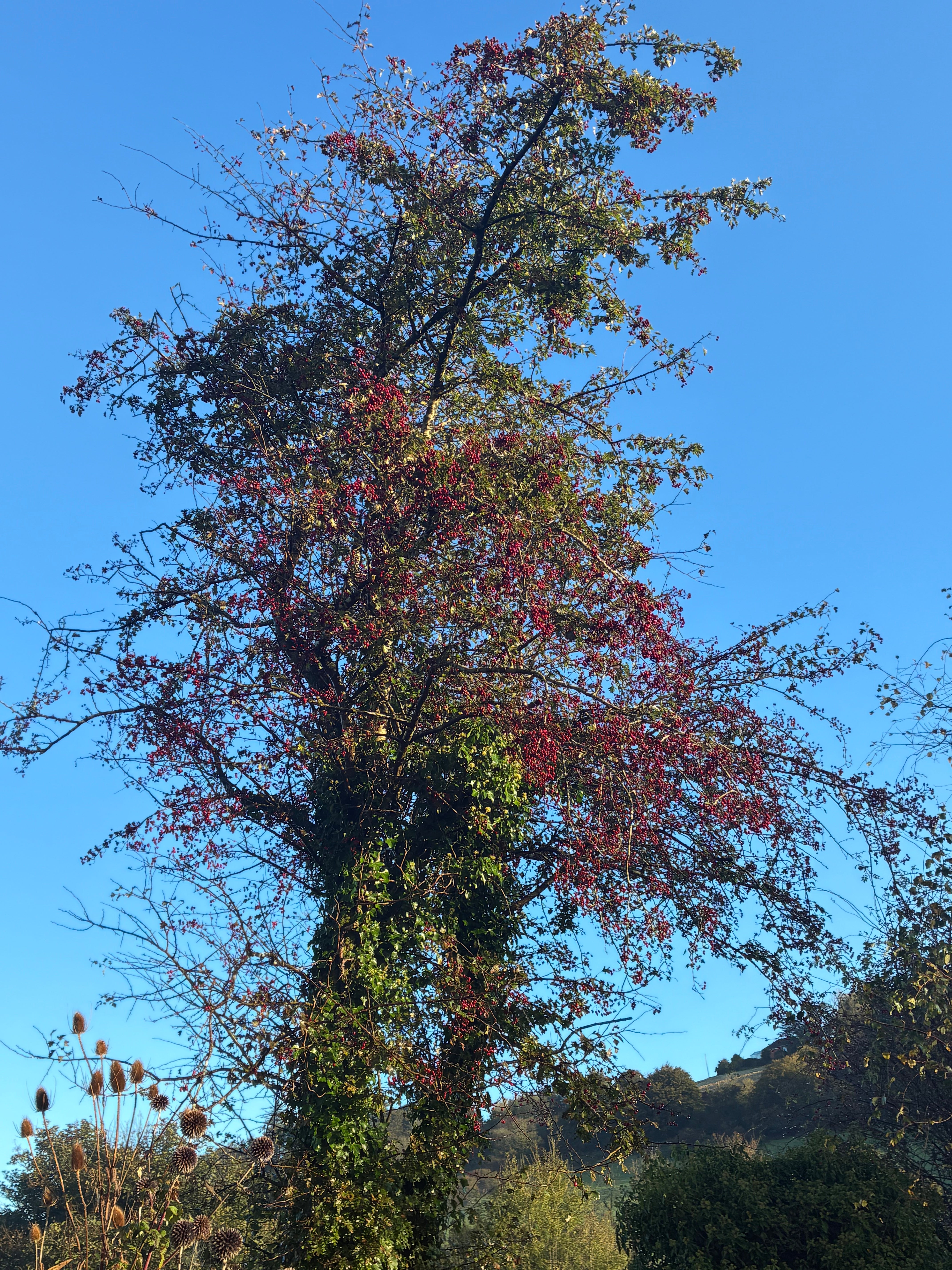 Hawthorn Tincture (Crataegus monogyna)   Heart & Emotional Support