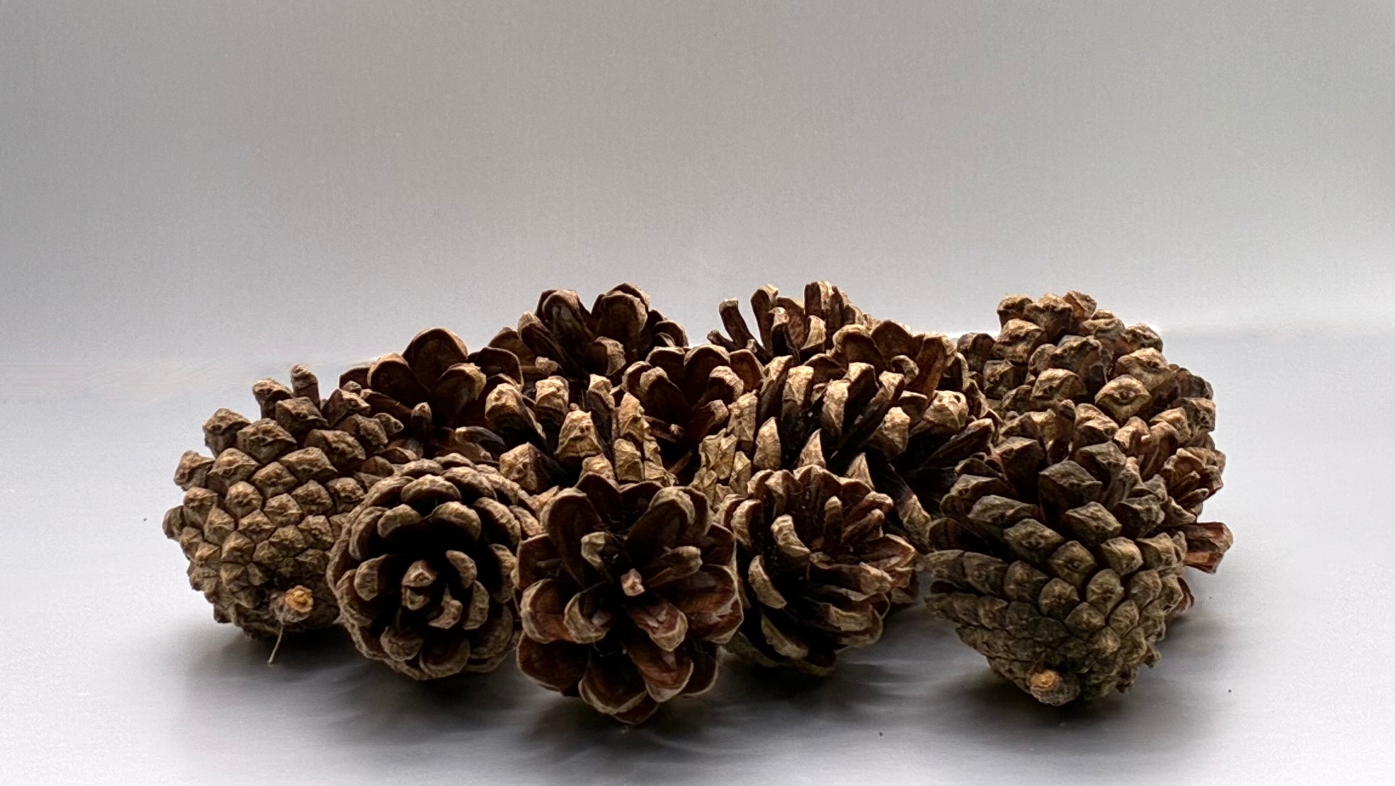 Scots Pine Cones (Pinus sylvestris)   Natural Cones for Decoration, Craft & Cleansing
