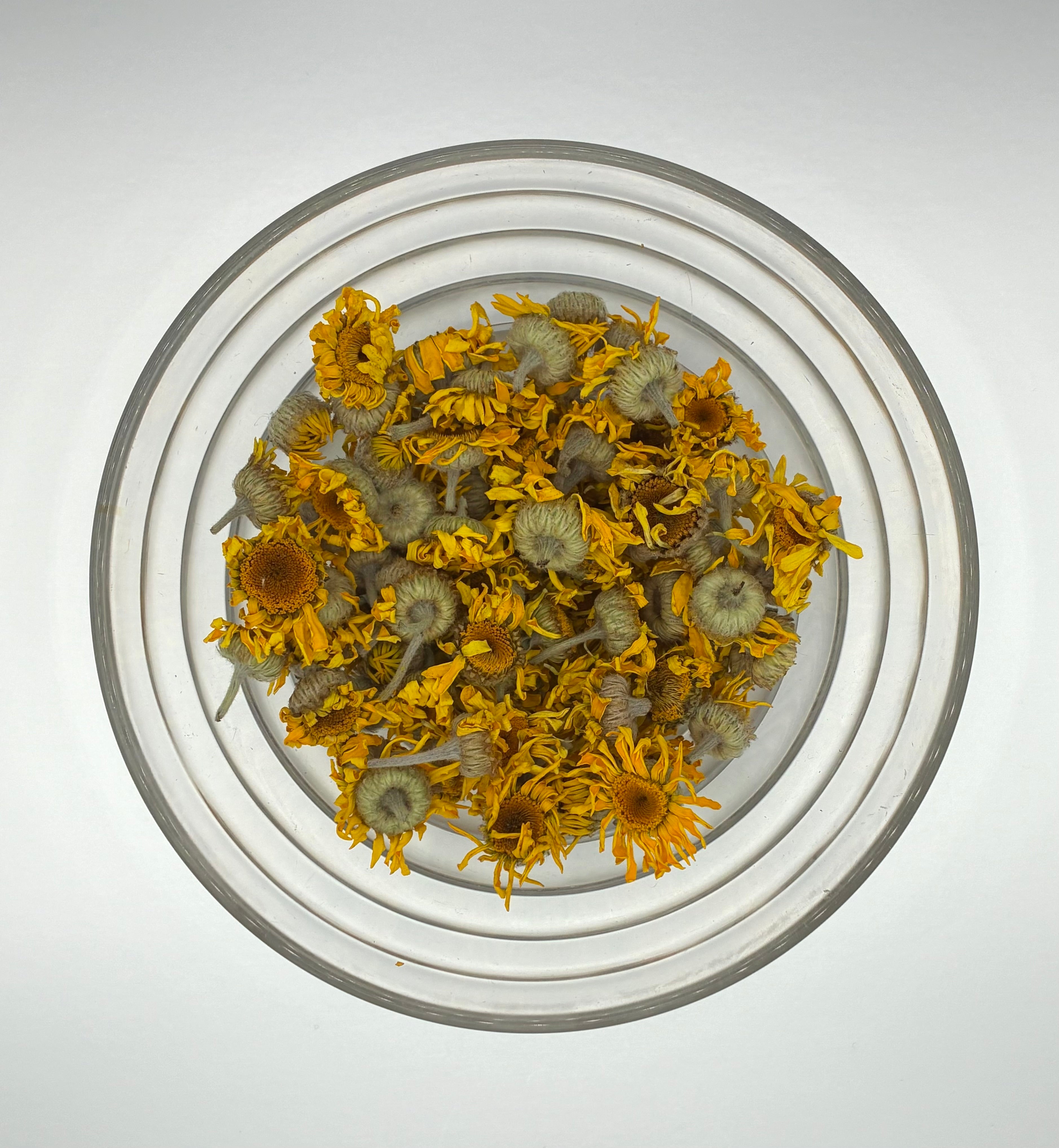 Dyer’s Chamomile (Anthemis tinctoria) – Golden Dye & Sun Herb