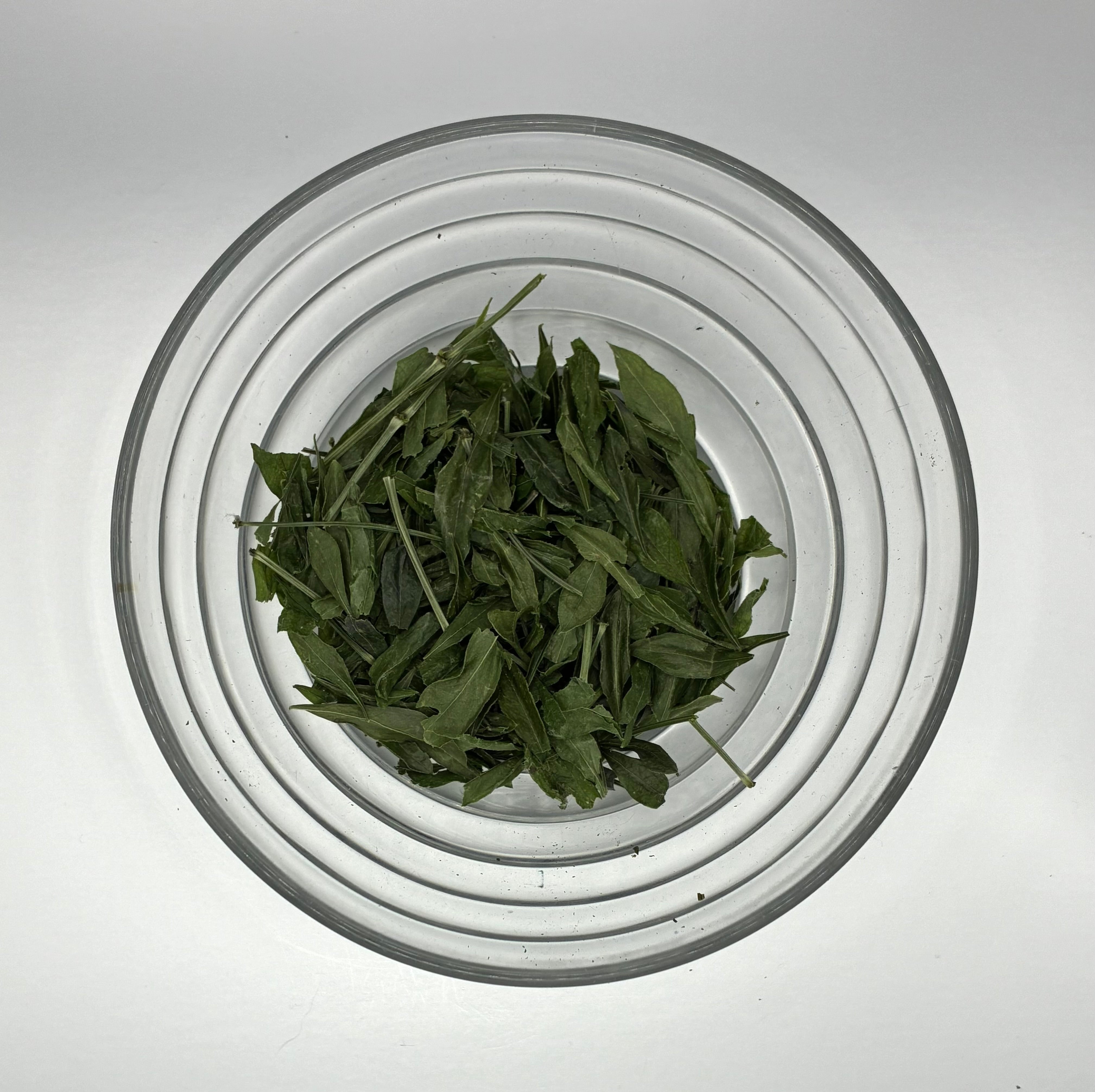 Sweet Woodruff (Galium odoratum).  Fragrant Herb for Tea, Charm & Incense