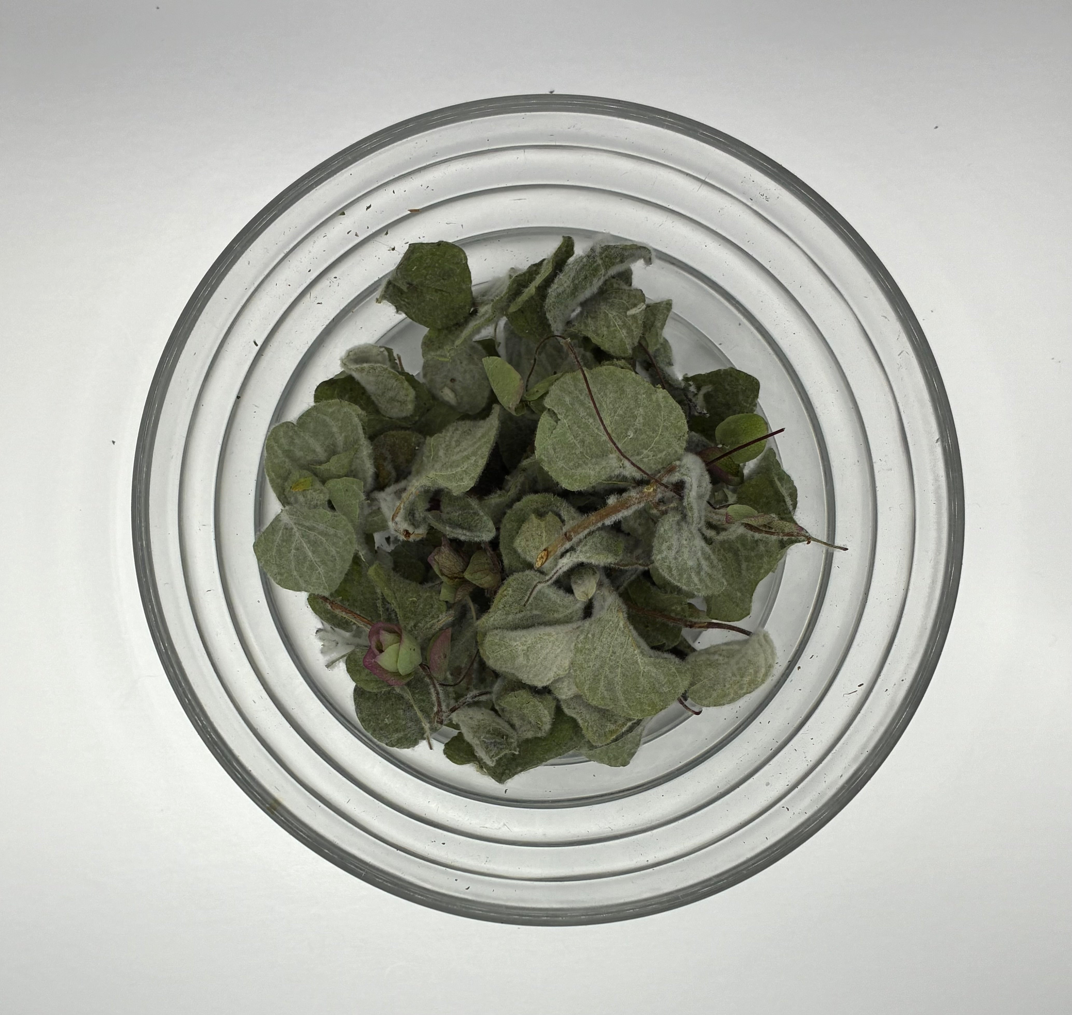 Dittany of Crete (Origanum dictamnus)   Rare Magical Herb for Tea & Incense