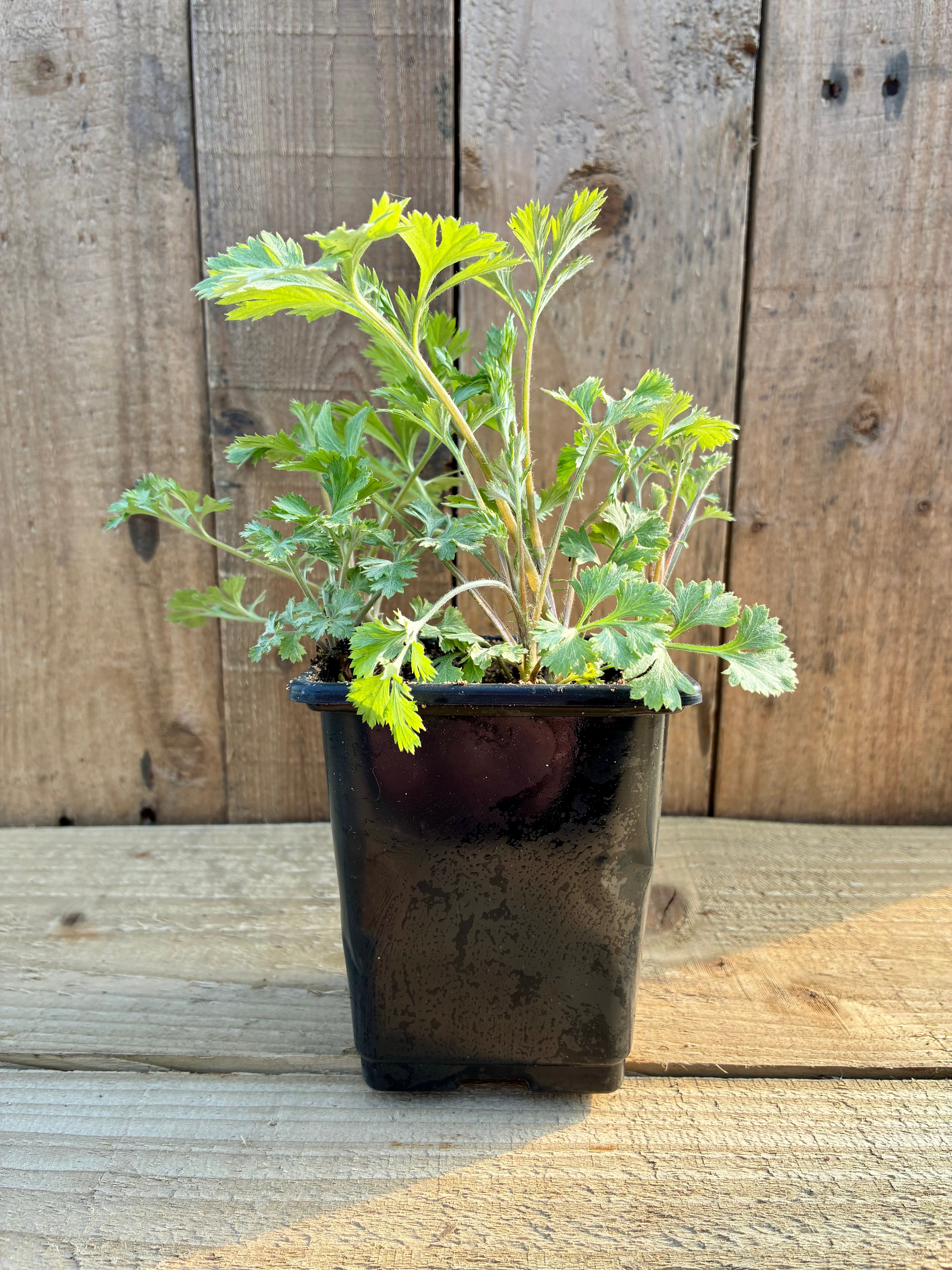 Mugwort Plant – Digestion & Dreamwork Herb