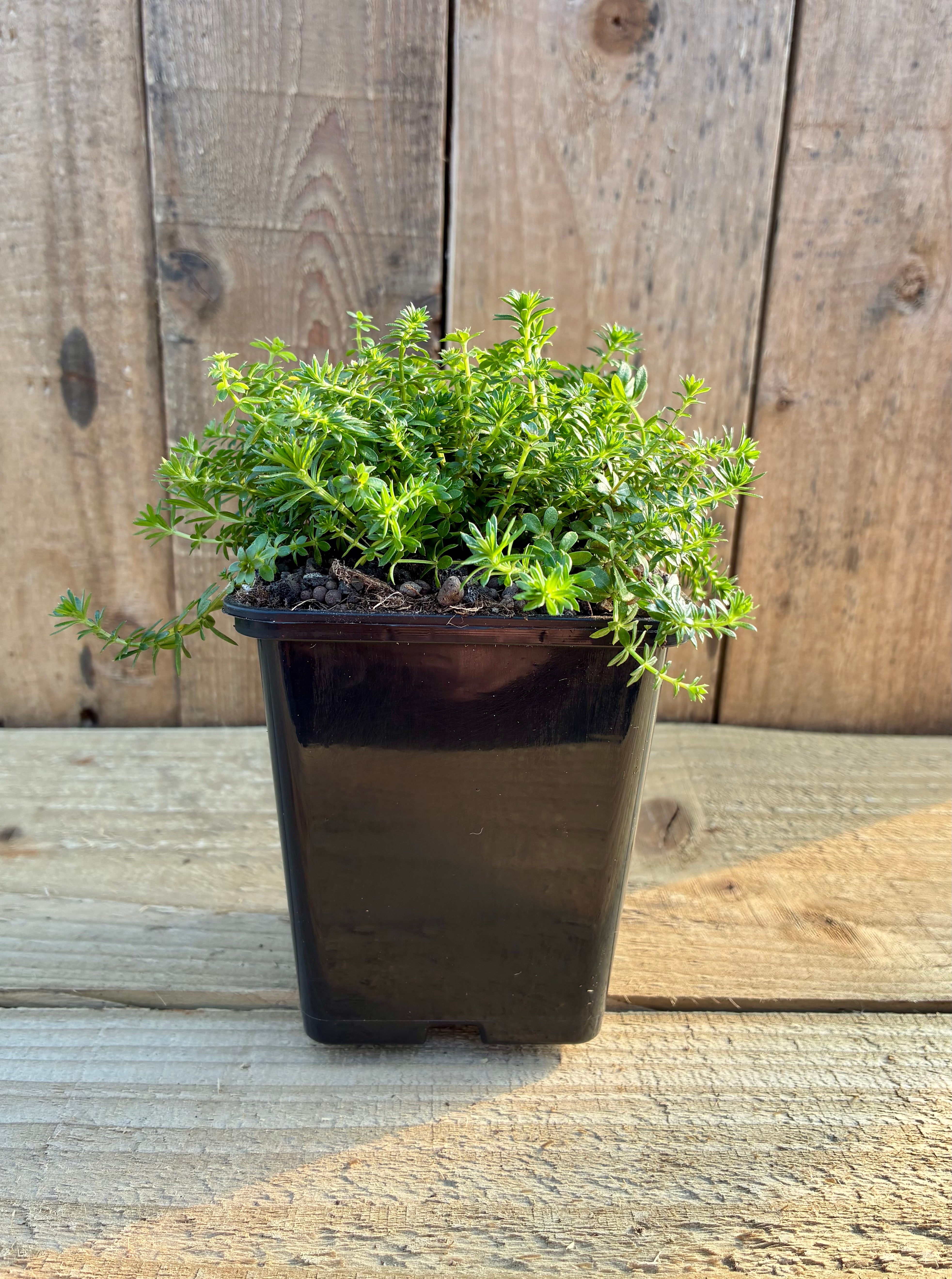 Lady’s Bedstraw – Dye Plant & Midsummer Wildflower