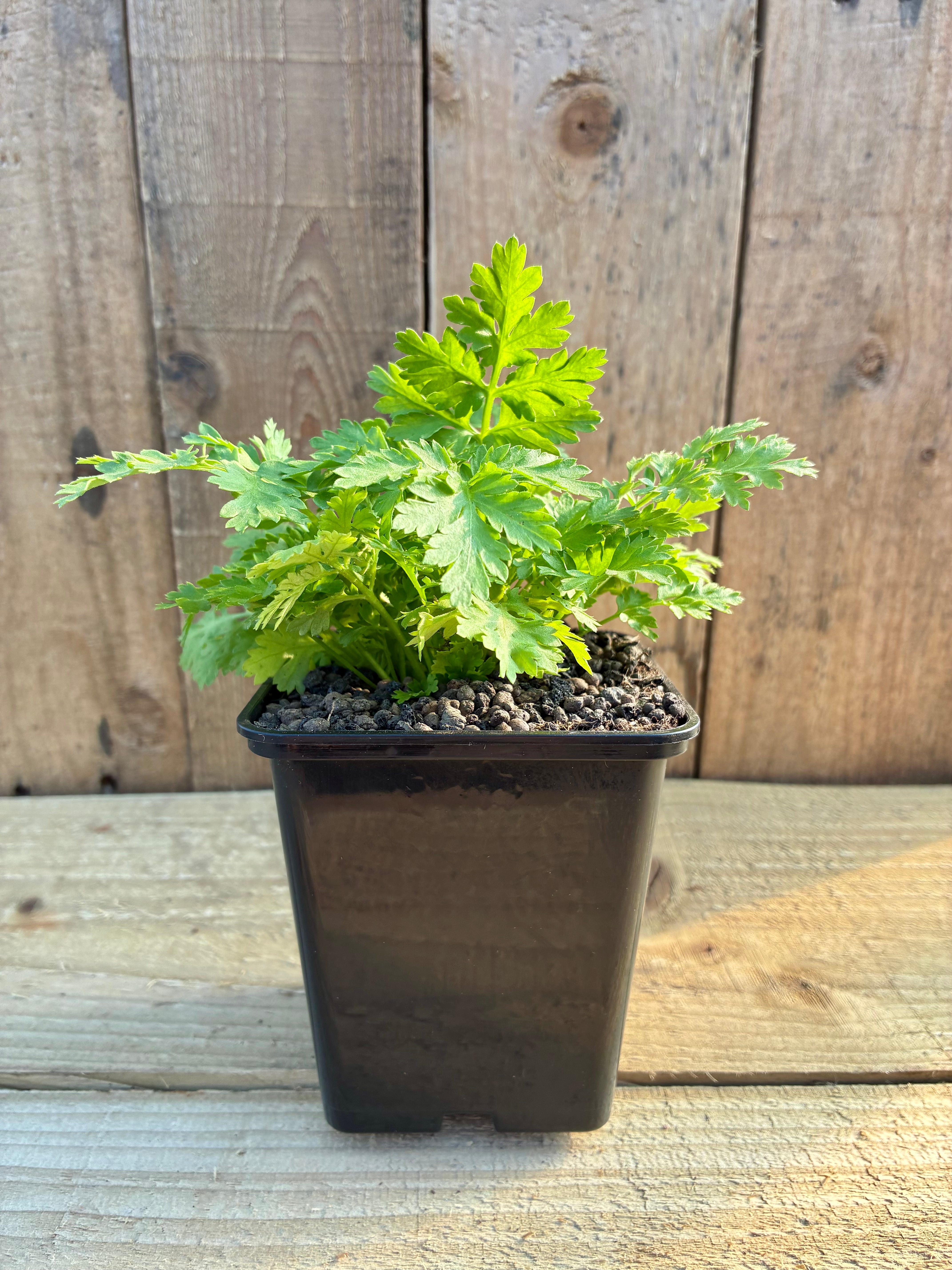 Feverfew – Traditional Herb for Head & Hearth