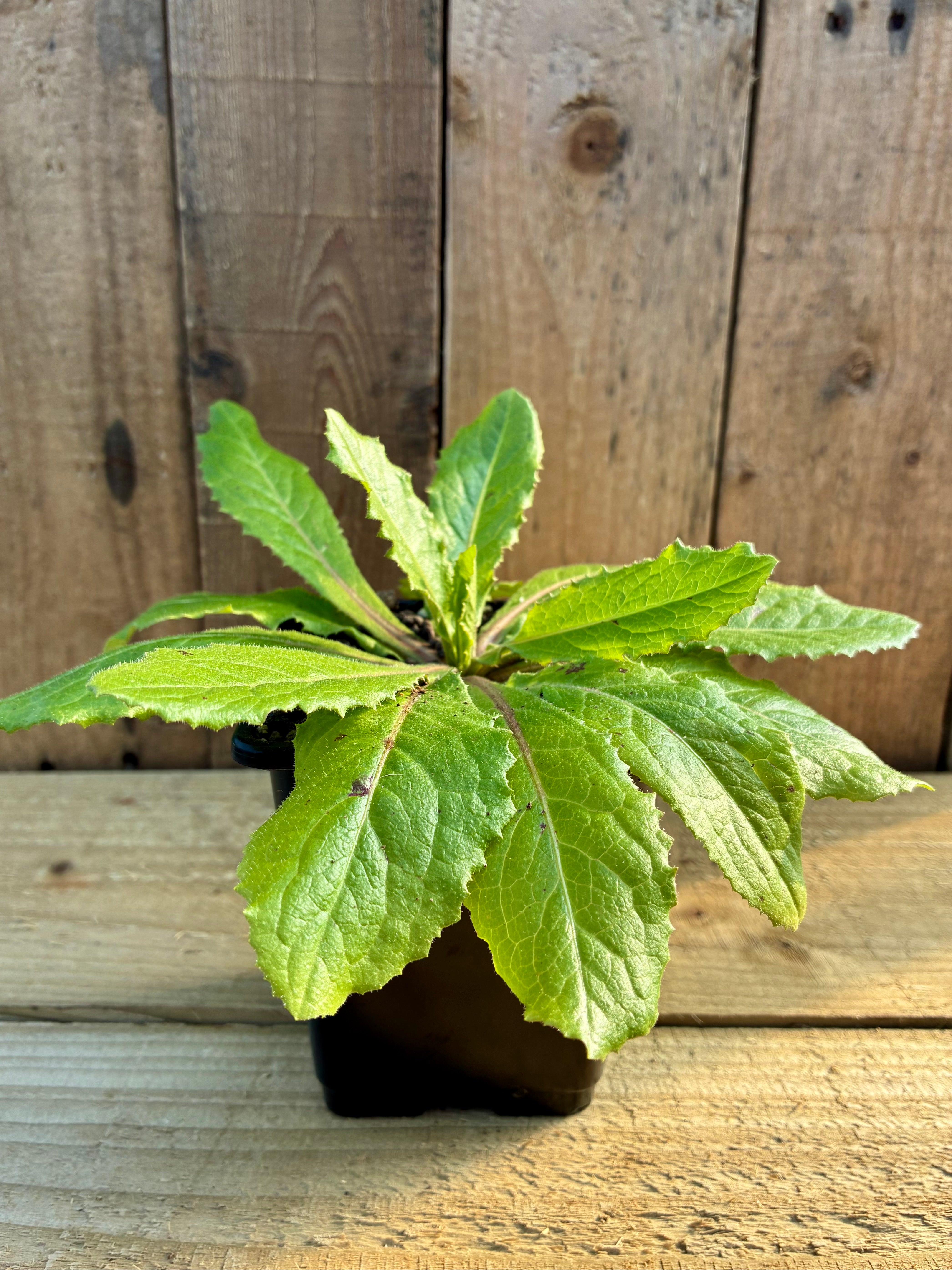 Wild Lettuce – Traditional Herb of Calm & Woodland Edges