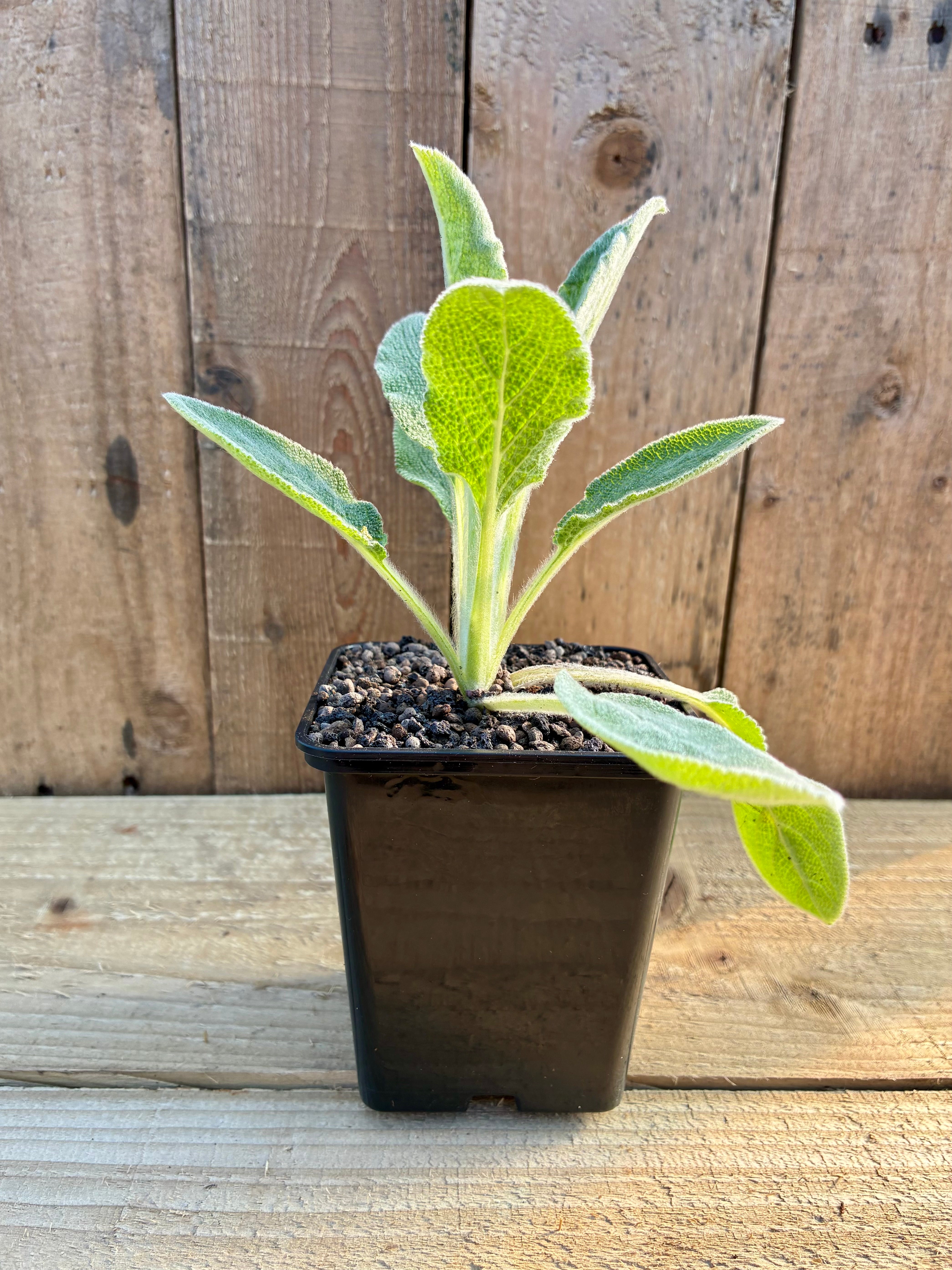 Lamb’s Ears – Silvery Foliage for Cottage Gardens